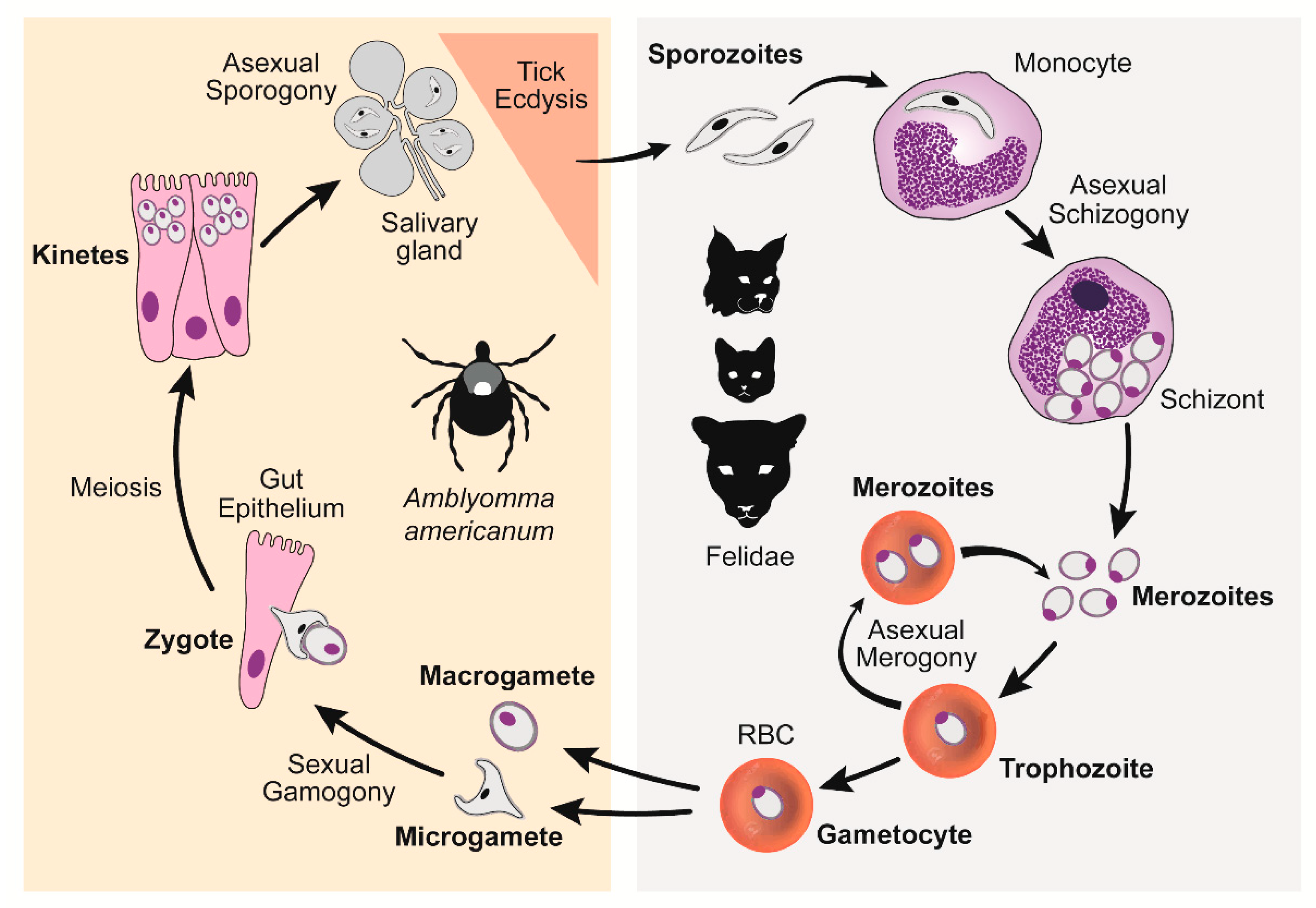 Vetsci 07 00205 g001 Vetsci 07 00205 g001