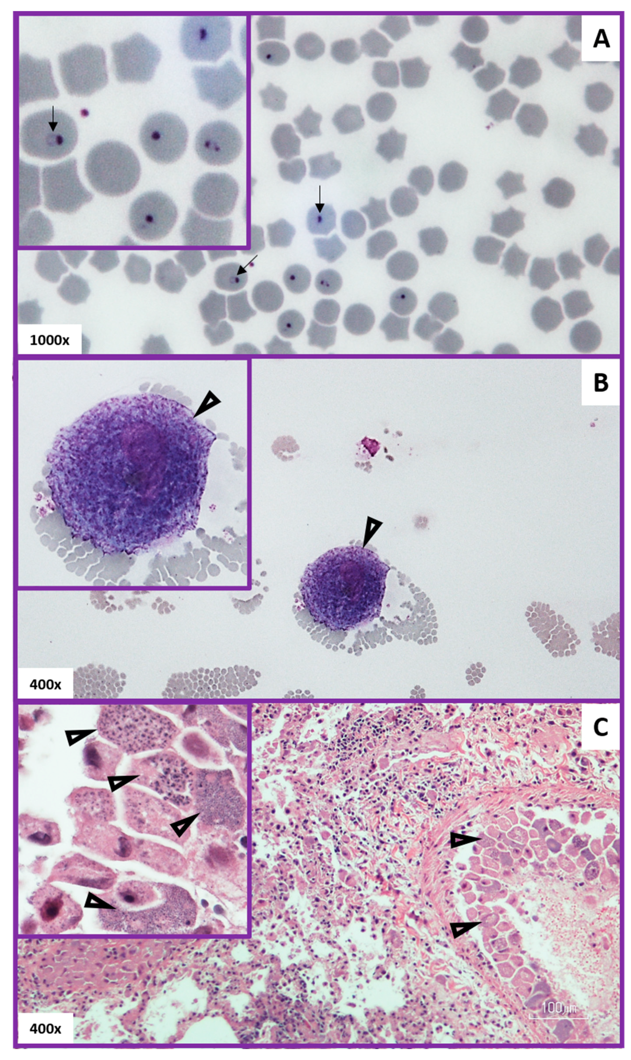 Vetsci 07 00205 g006 Vetsci 07 00205 g006
