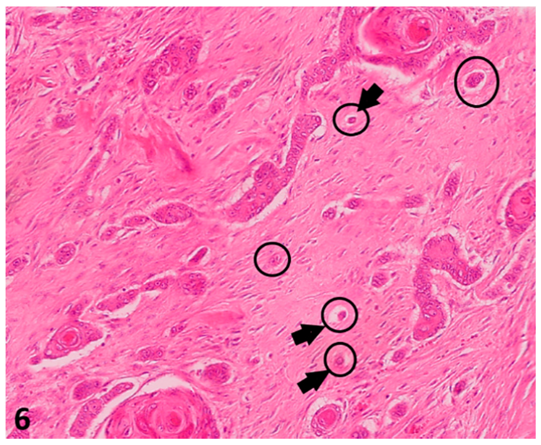 Vetsci 08 00003 g006 Vetsci 08 00003 g006
