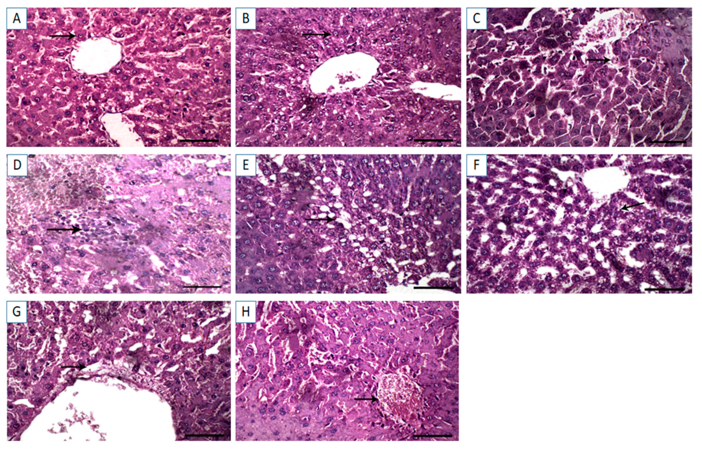 Vetsci 08 00009 g004