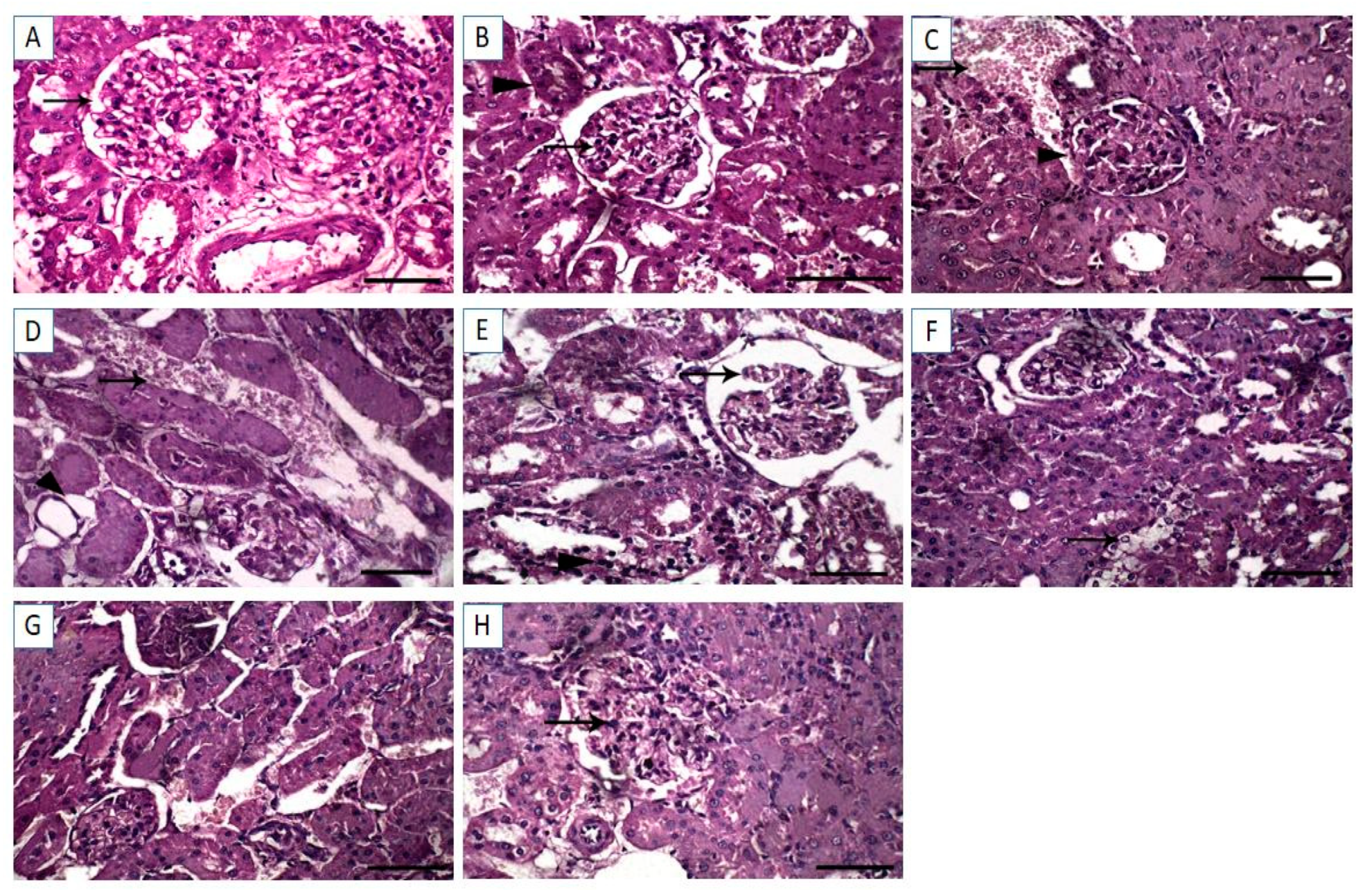 Vetsci 08 00009 g005