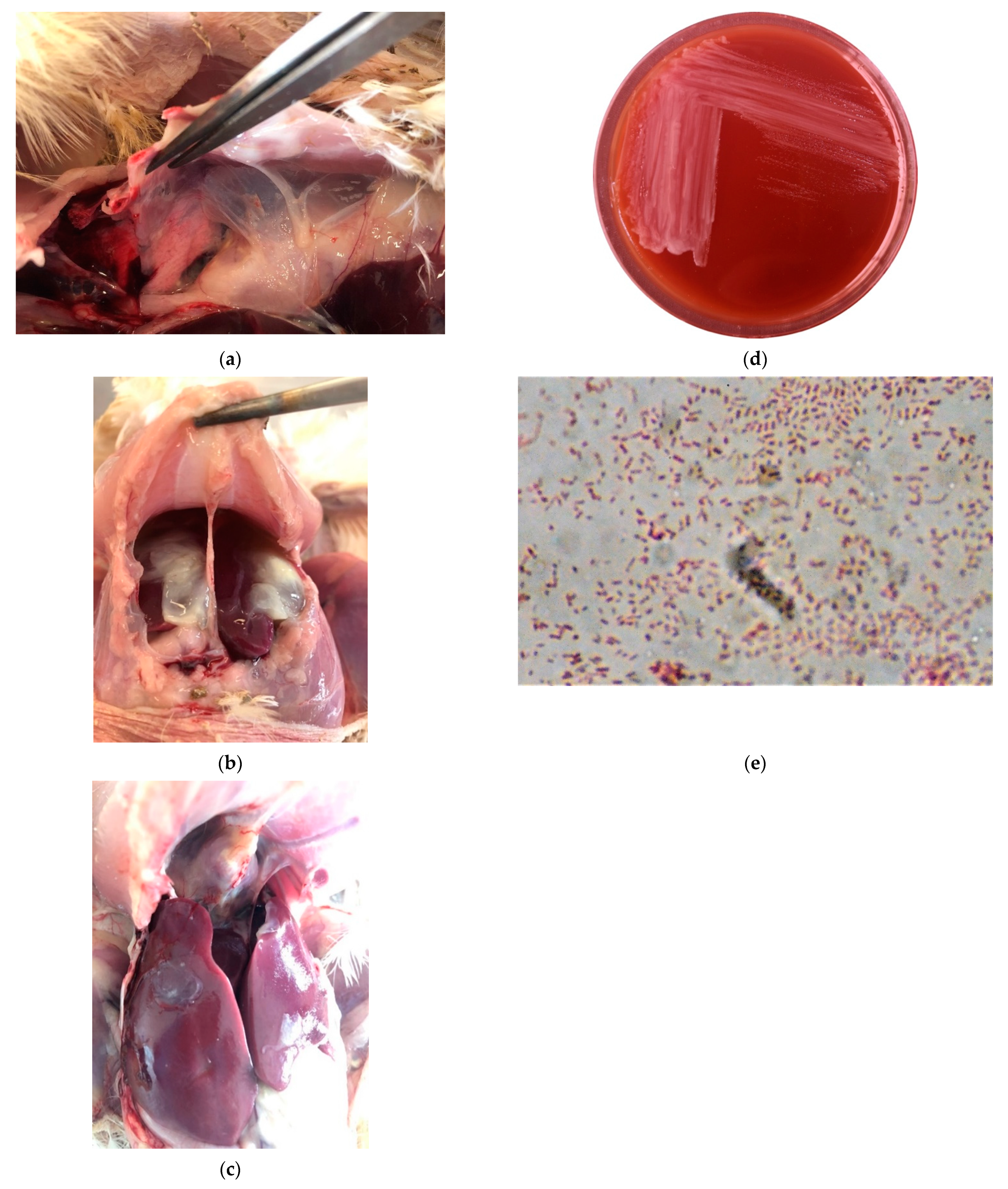 Vetsci 08 00029 g001