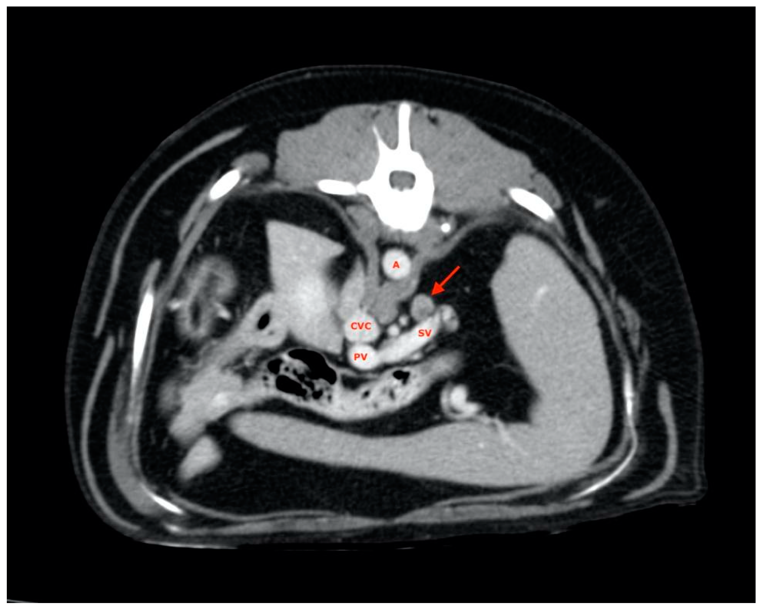 Vetsci 08 00044 g003