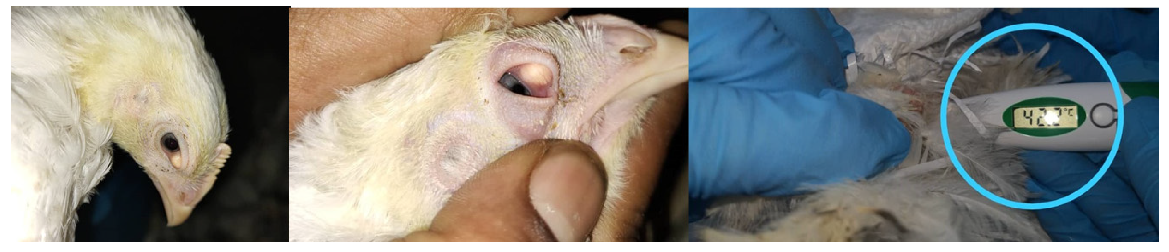Vetsci 08 00047 g007 Vetsci 08 00047 g007
