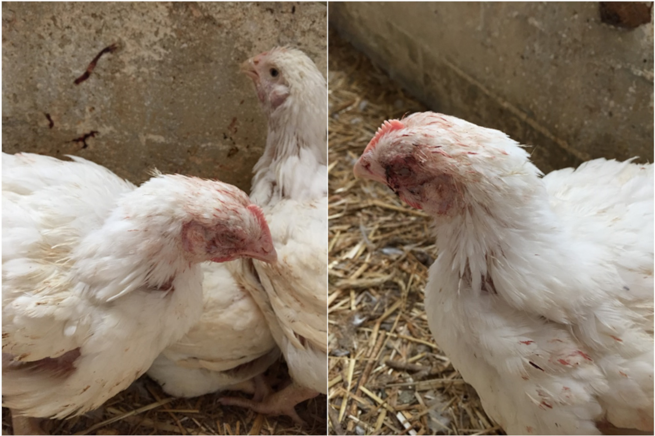 Vetsci 08 00064 g001