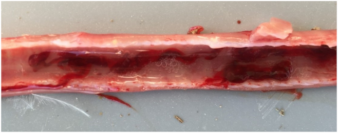 Vetsci 08 00064 g002