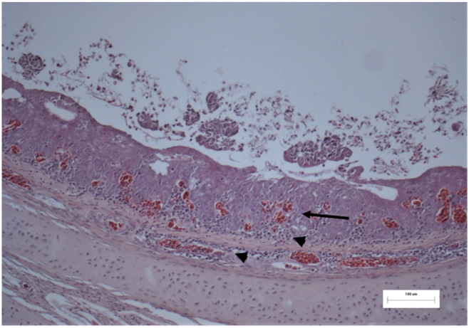 Vetsci 08 00064 g003