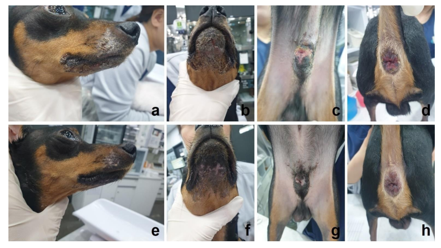 Vetsci 08 00072 g001