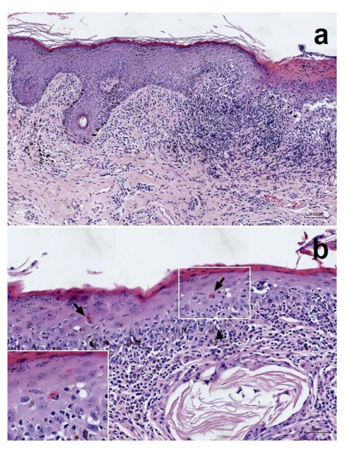 Vetsci 08 00072 g002