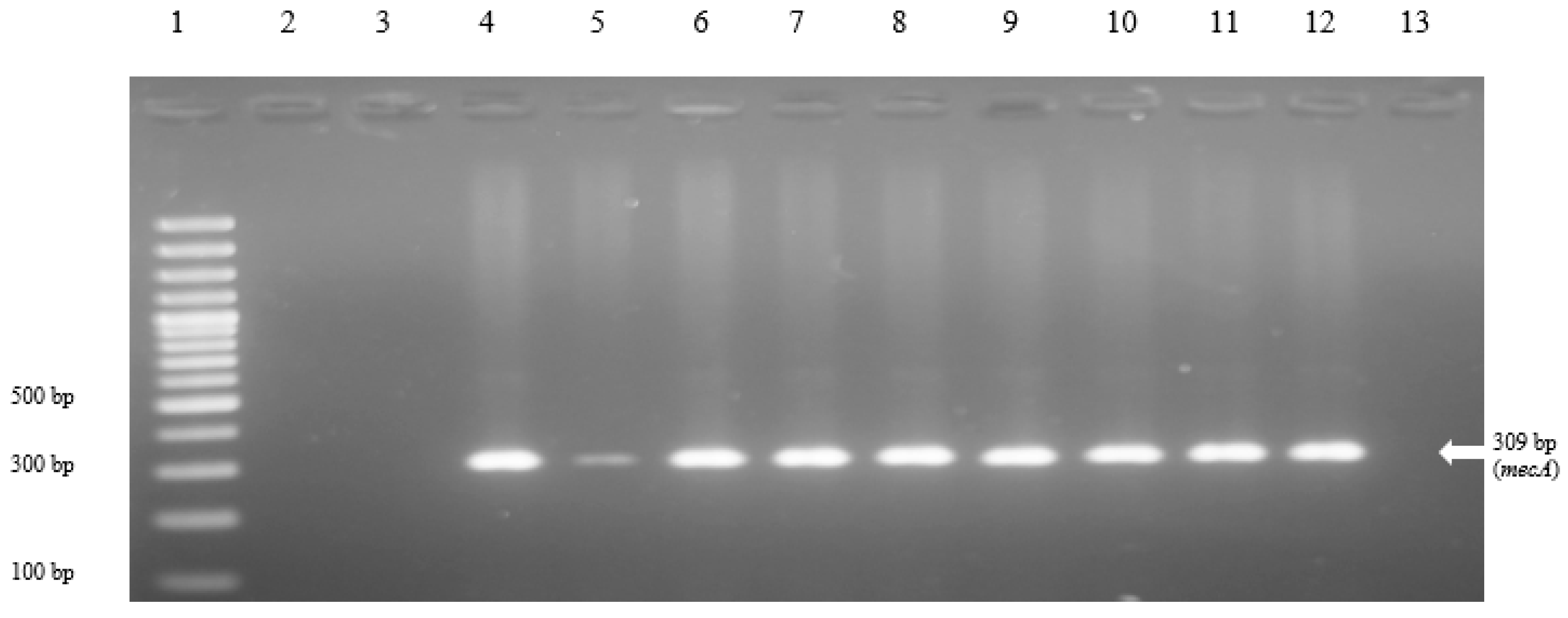 Vetsci 08 00085 g001 Vetsci 08 00085 g001