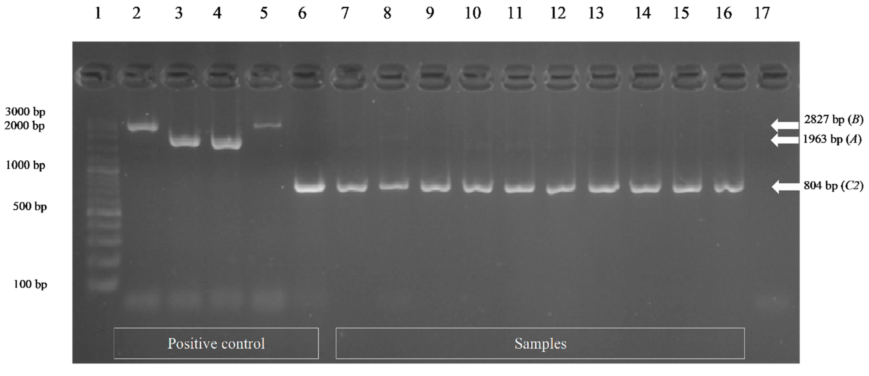 Vetsci 08 00085 g003 Vetsci 08 00085 g003