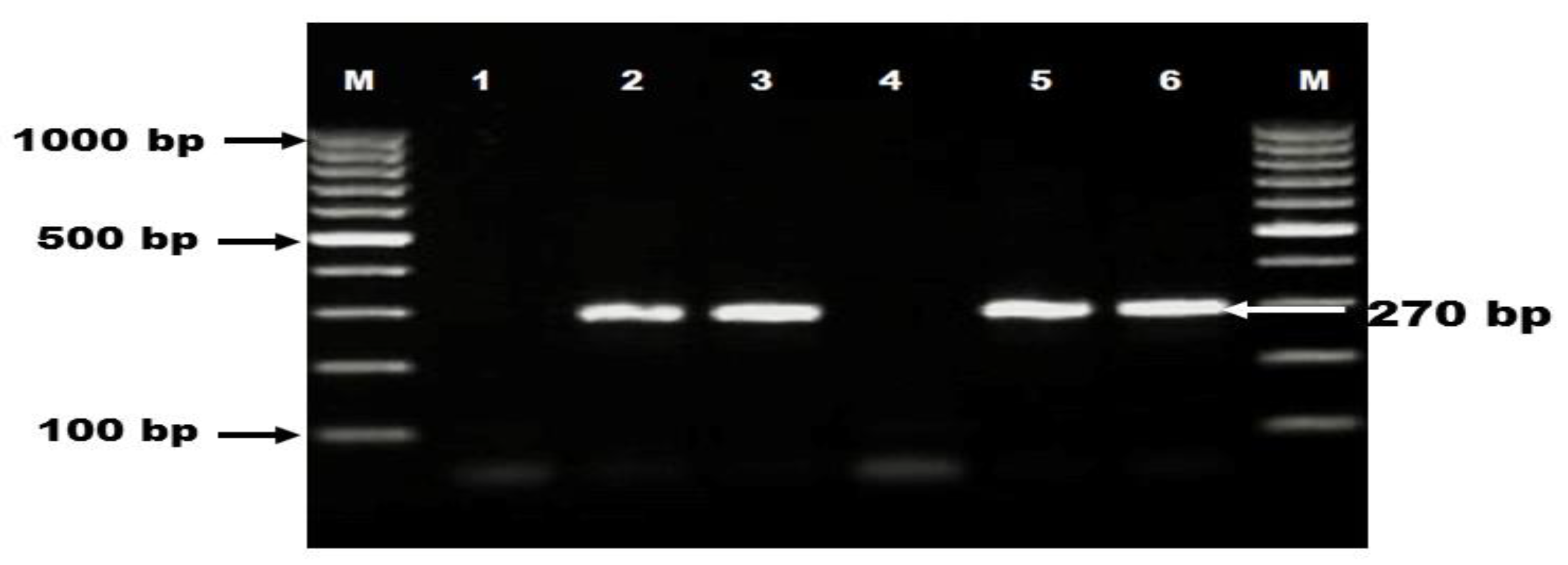 Vetsci 08 00088 g001 Vetsci 08 00088 g001