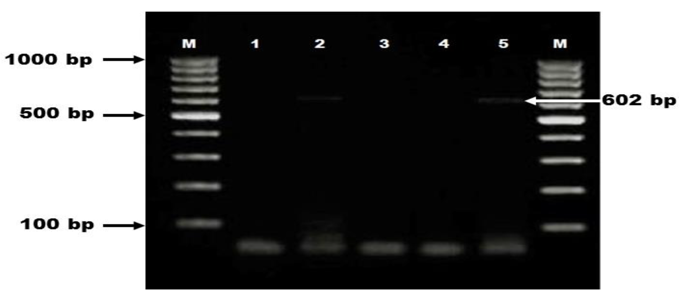 Vetsci 08 00088 g002 Vetsci 08 00088 g002