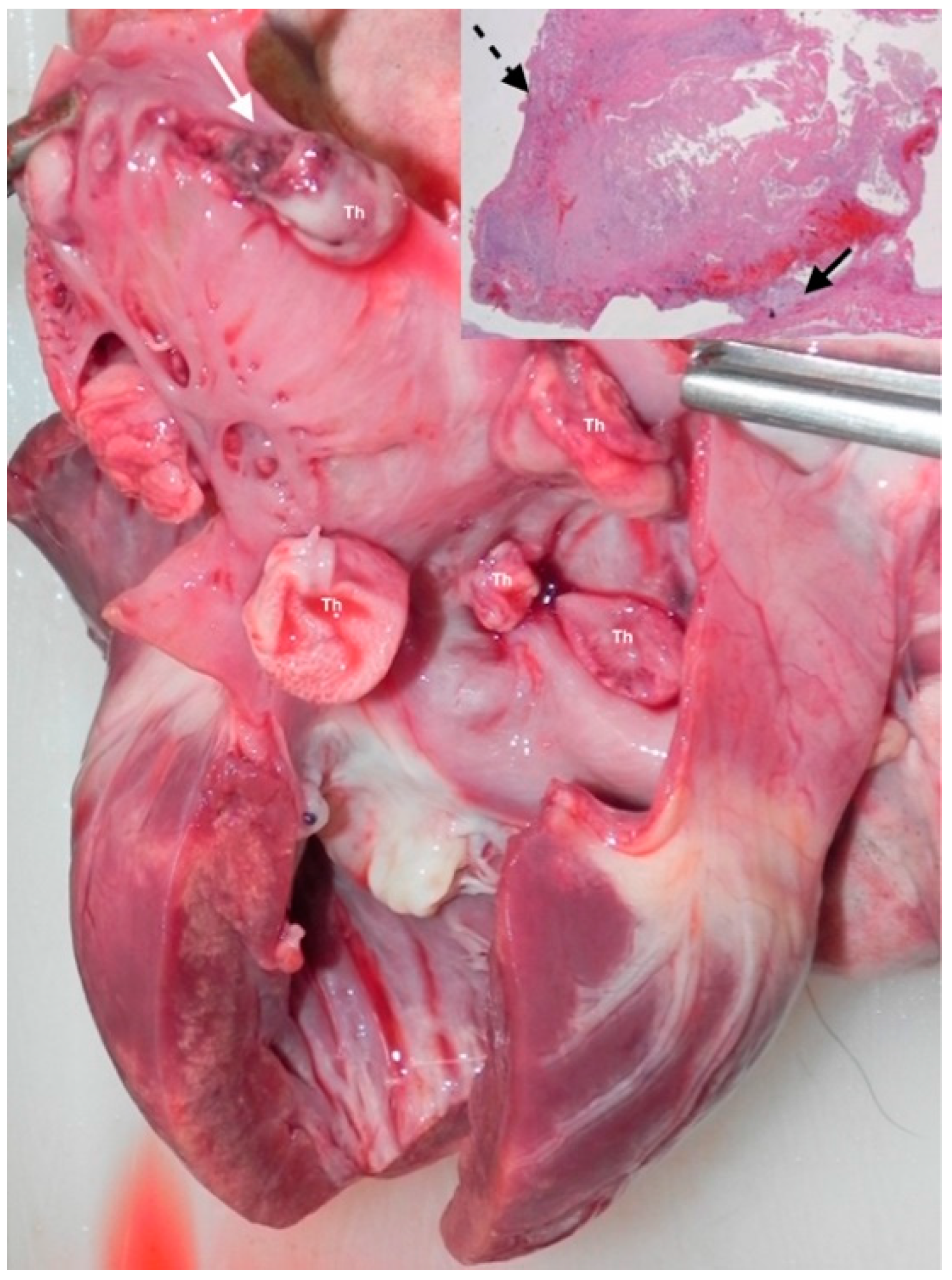 Vetsci 08 00112 g003