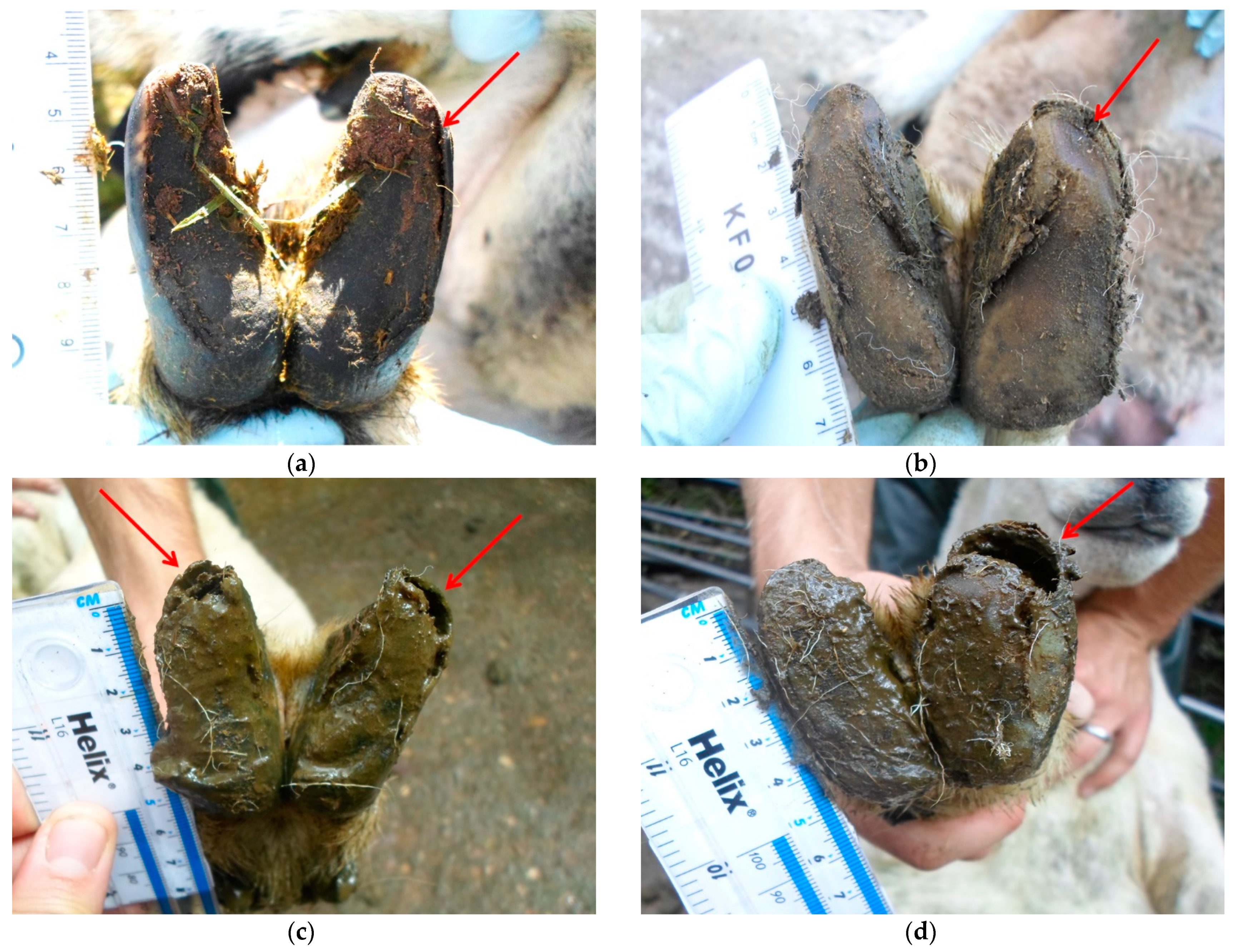 Vetsci 08 00116 g001