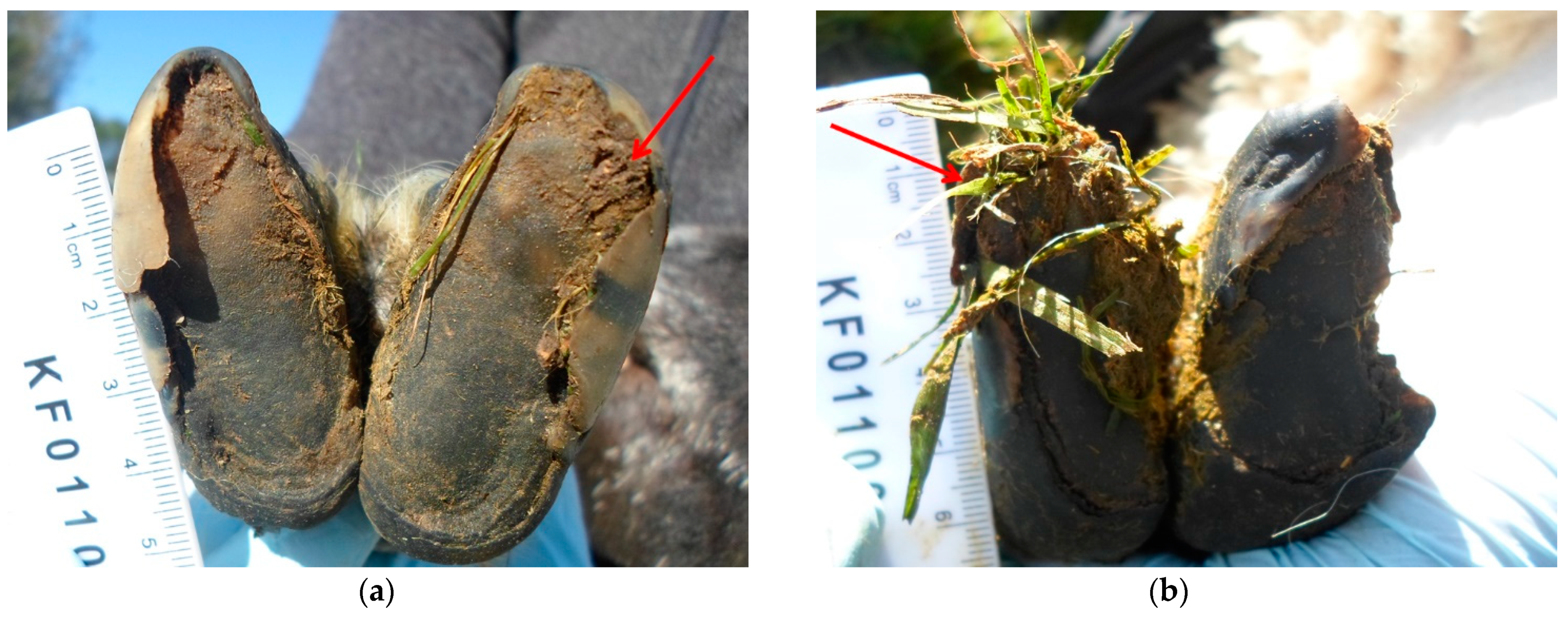 Vetsci 08 00116 g002