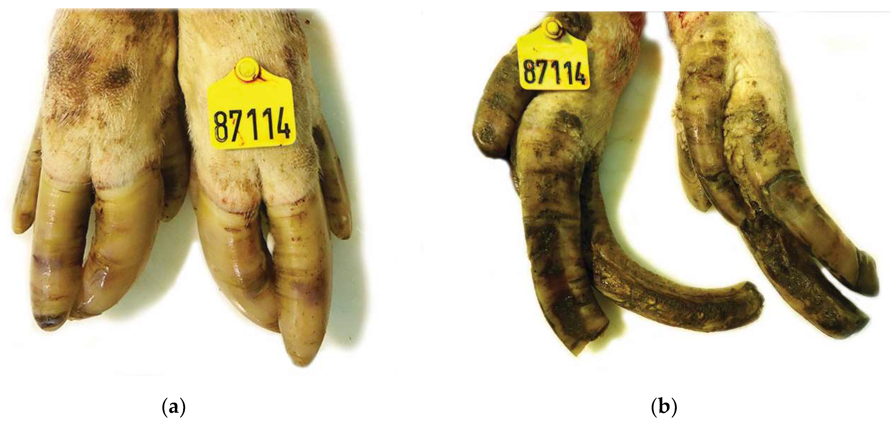 Vetsci 08 00126 g001 Vetsci 08 00126 g001