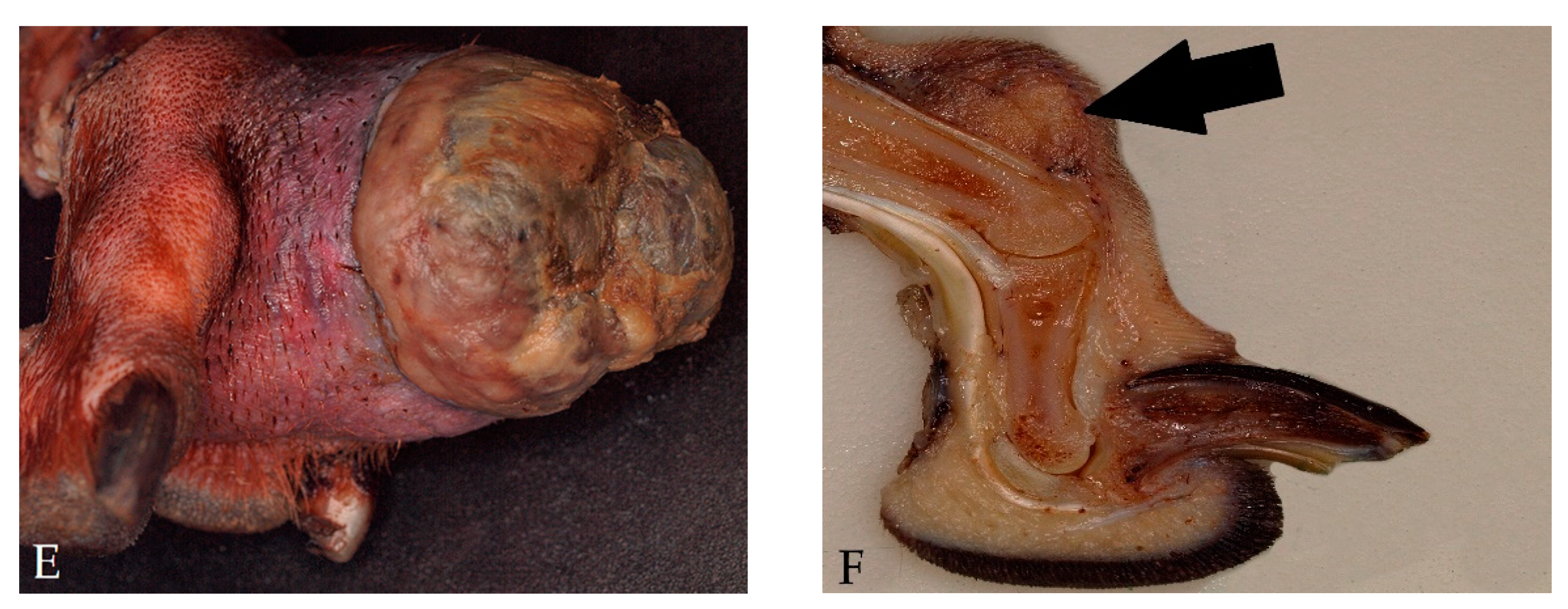 Vetsci 08 00136 g003b