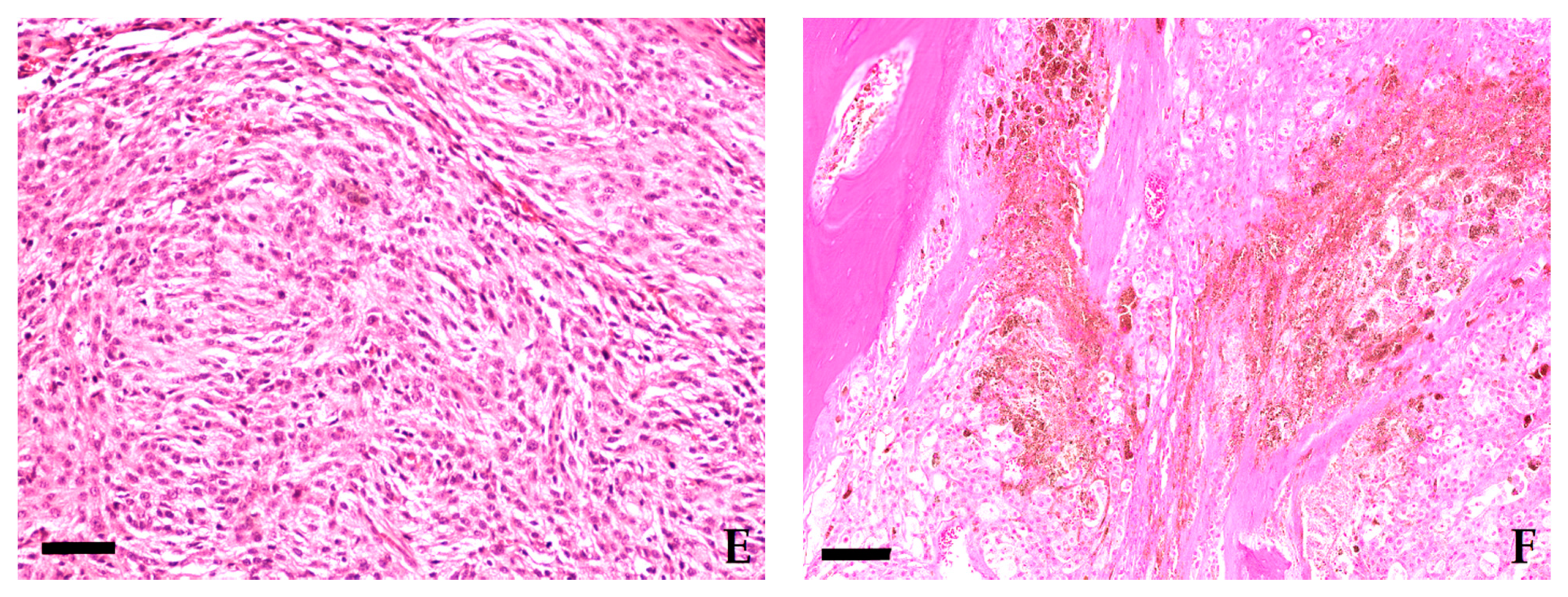 Vetsci 08 00136 g004b