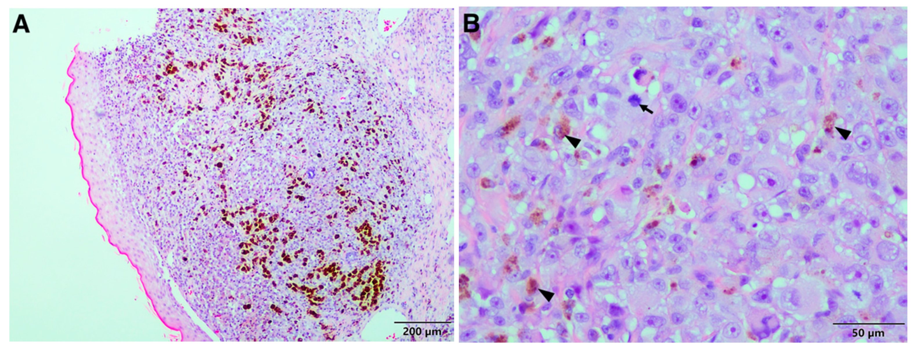 Vetsci 08 00154 g003 Vetsci 08 00154 g003