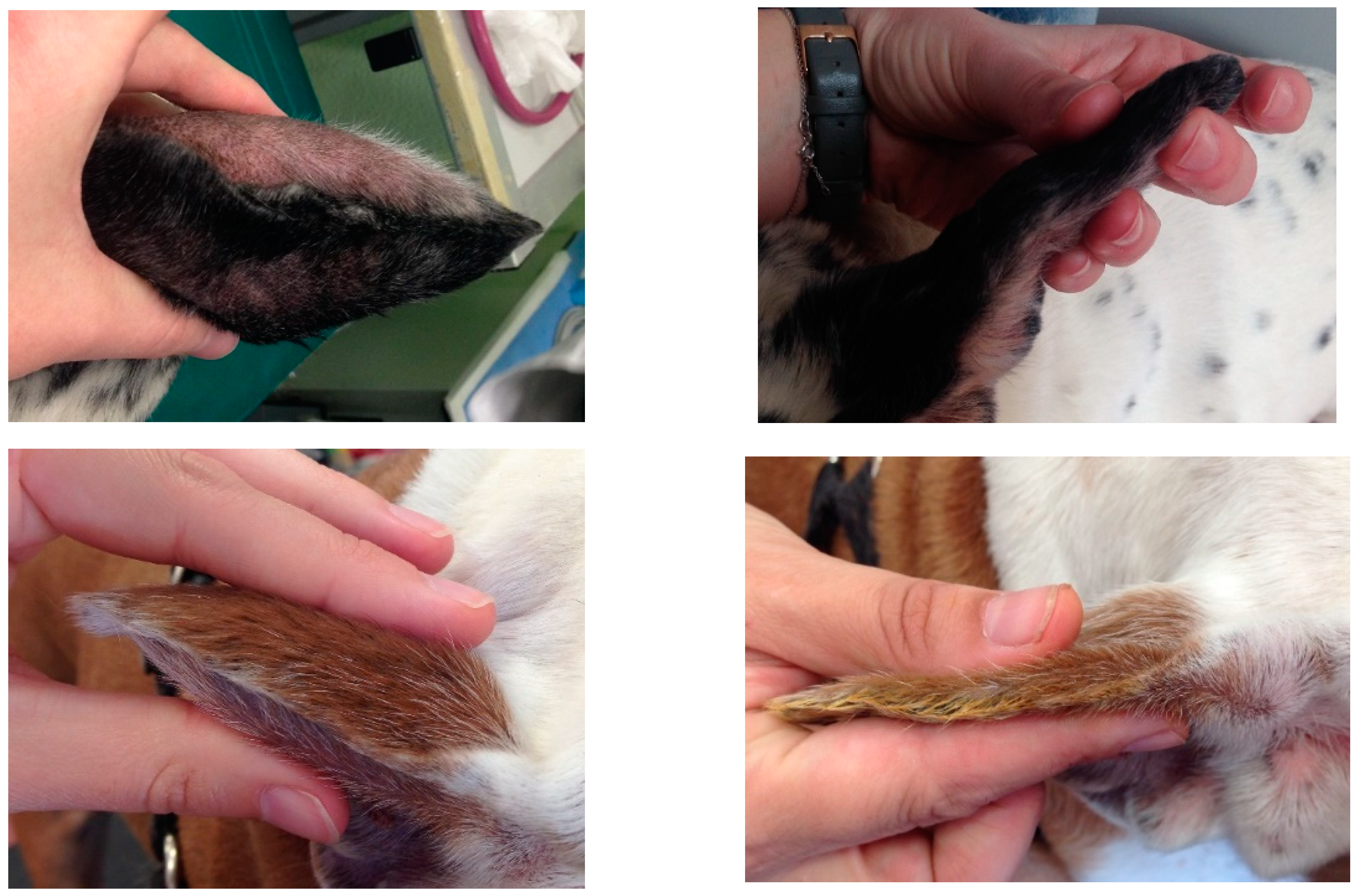 Vetsci 08 00172 g003b Vetsci 08 00172 g003b