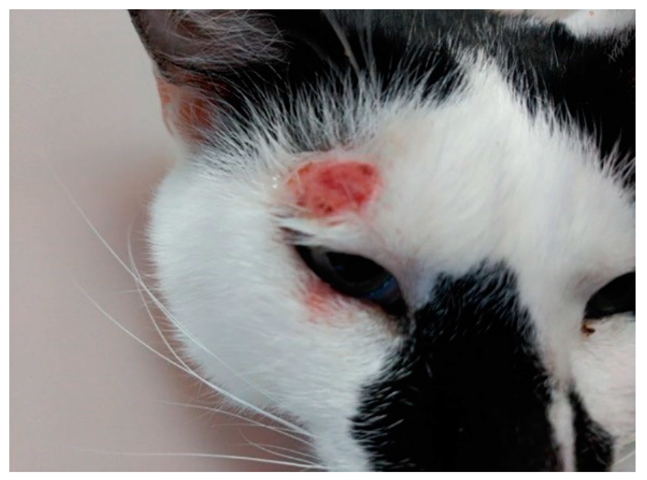 Vetsci 08 00173 g001