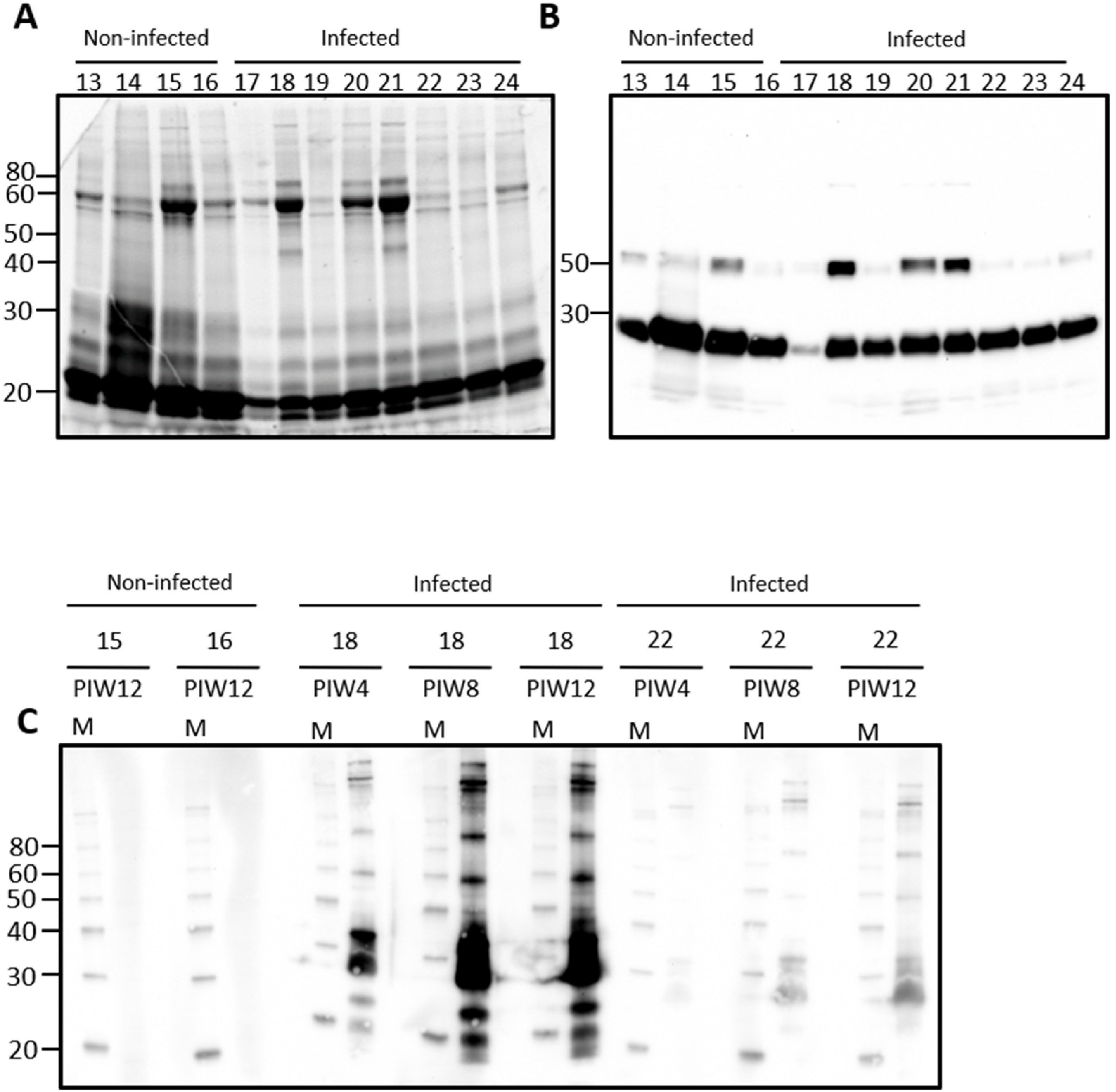 Vetsci 08 00178 g001