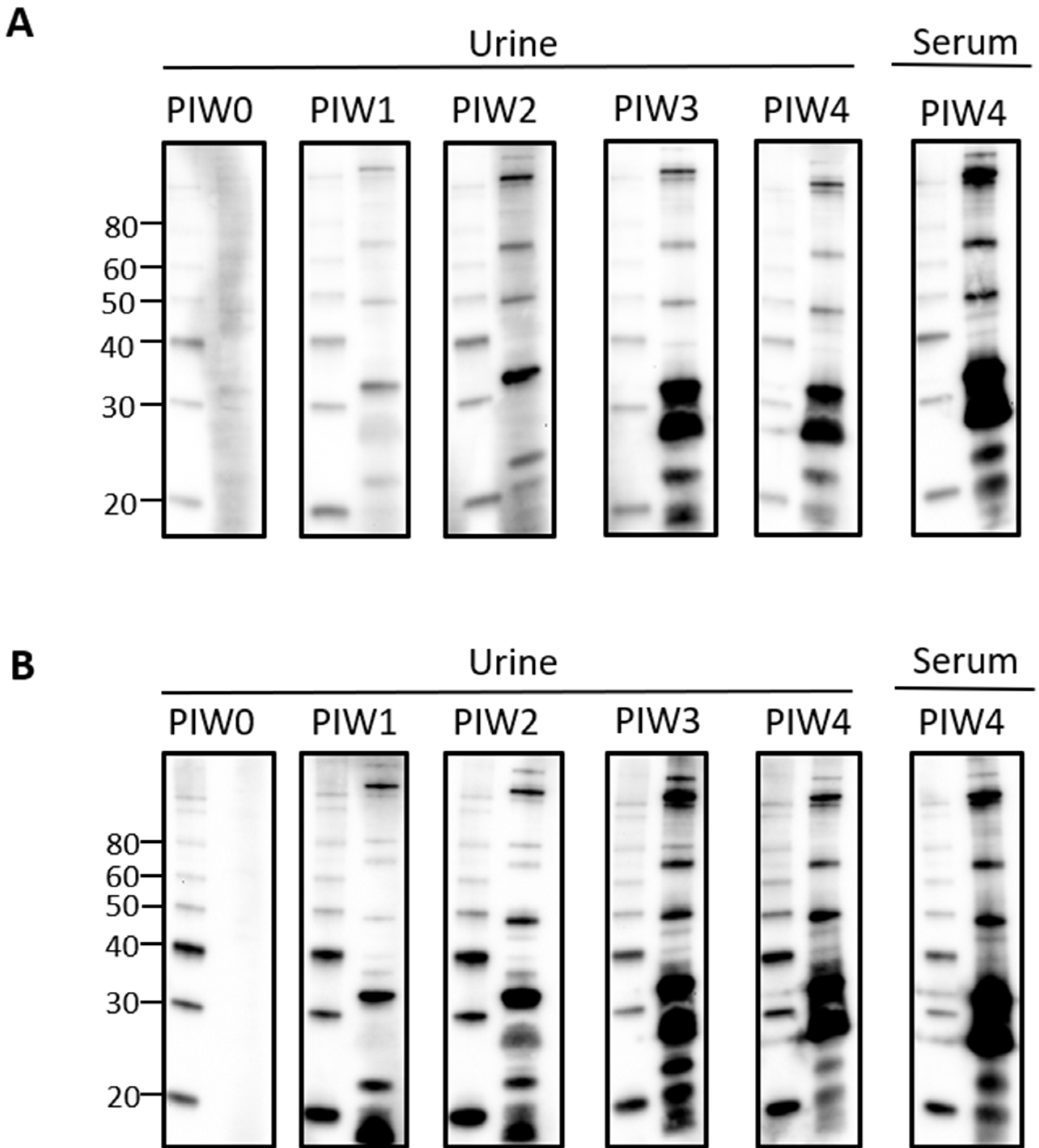 Vetsci 08 00178 g002