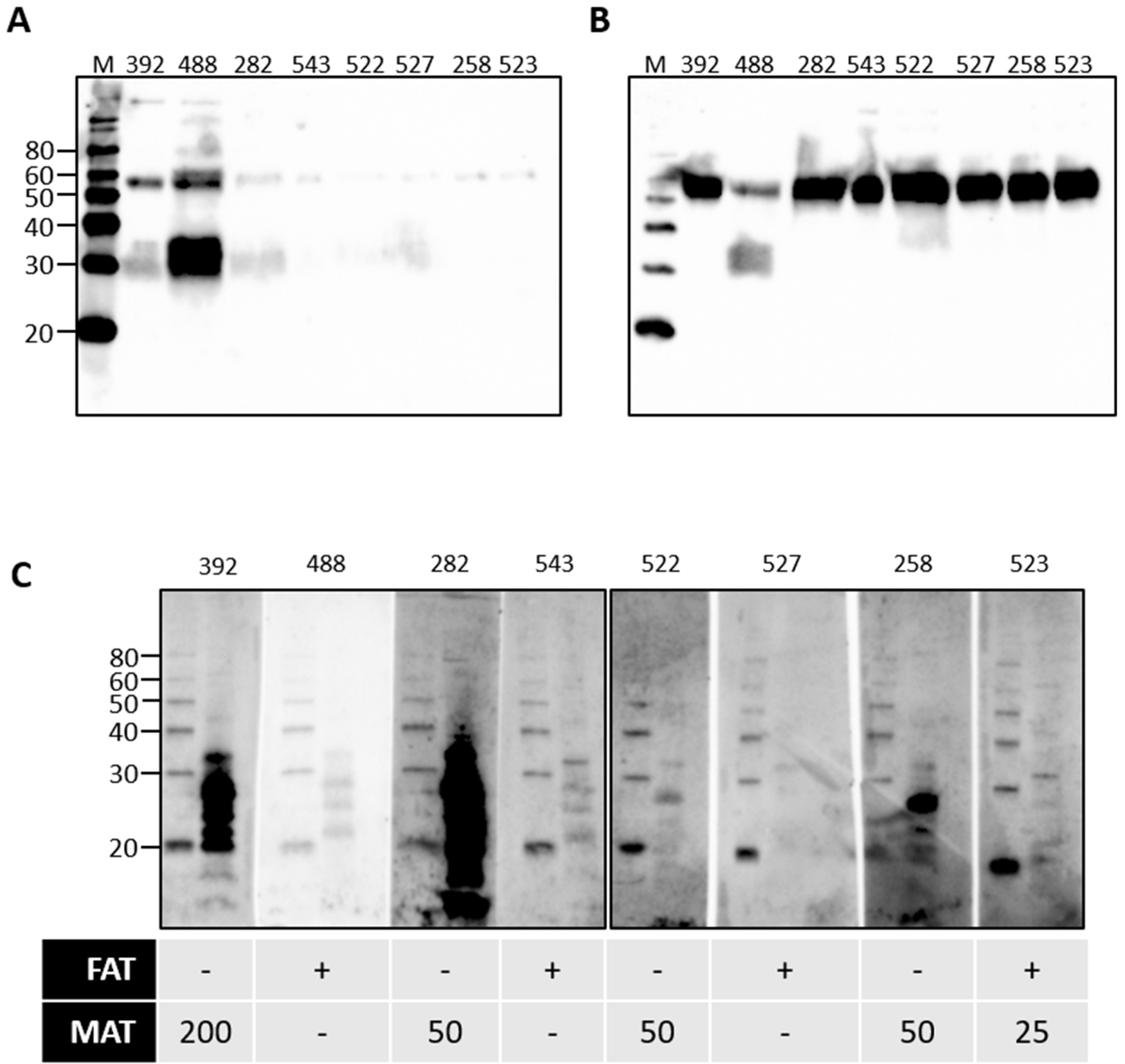 Vetsci 08 00178 g005