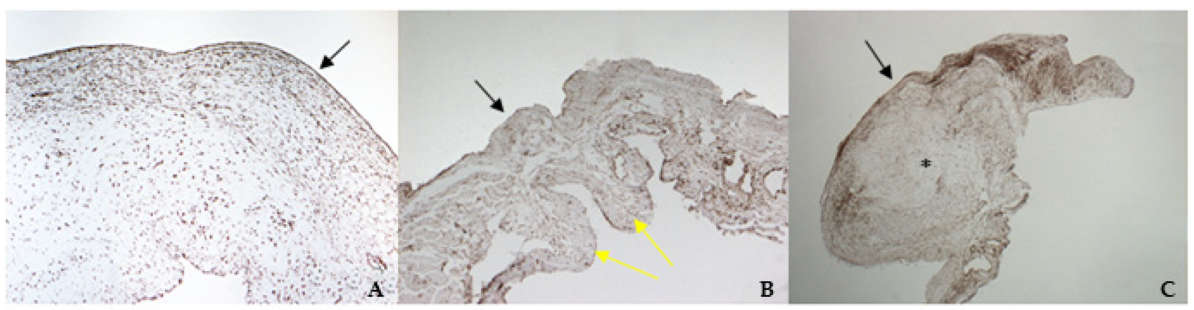Vetsci 08 00183 g004