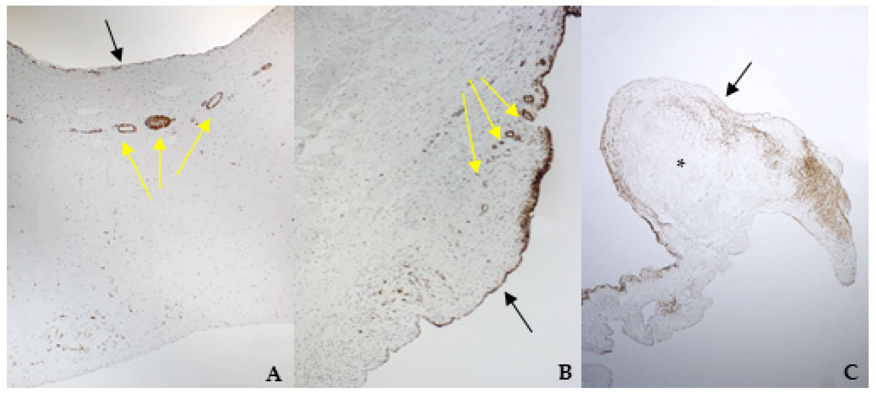 Vetsci 08 00183 g005