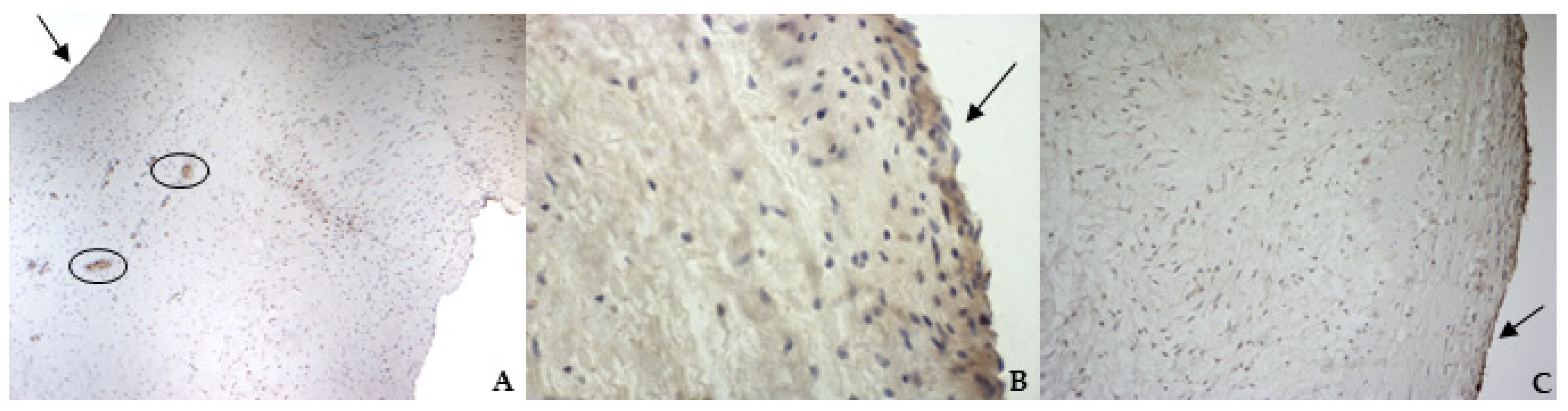 Vetsci 08 00183 g006