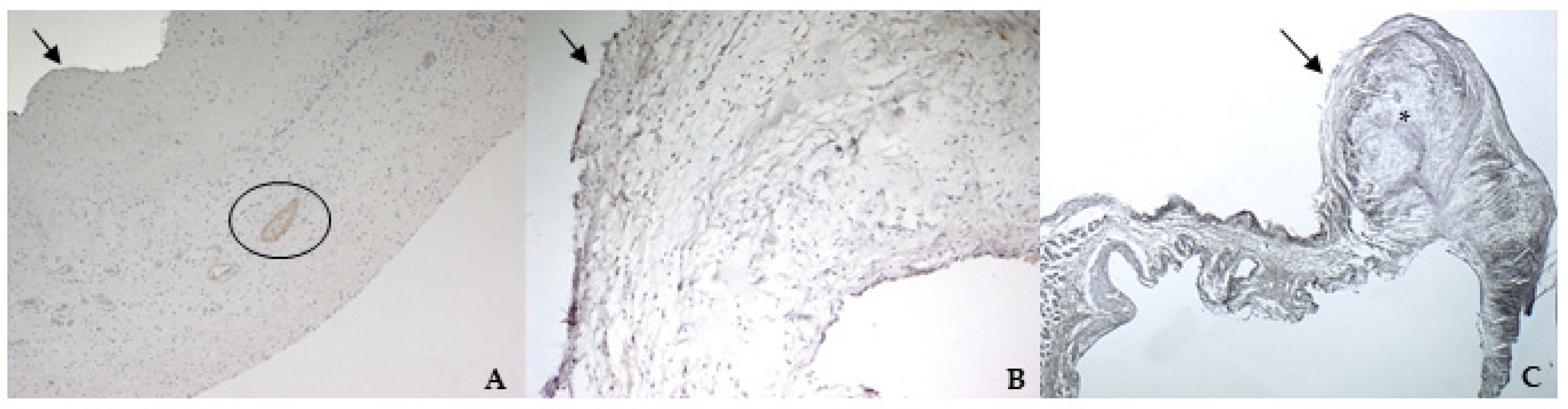 Vetsci 08 00183 g007