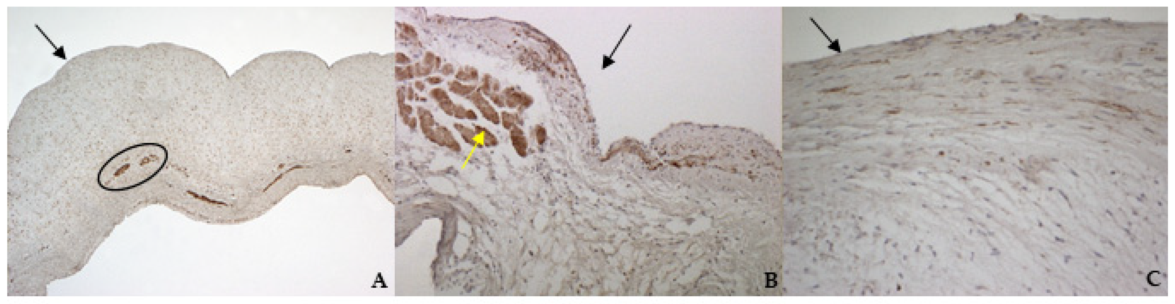Vetsci 08 00183 g008