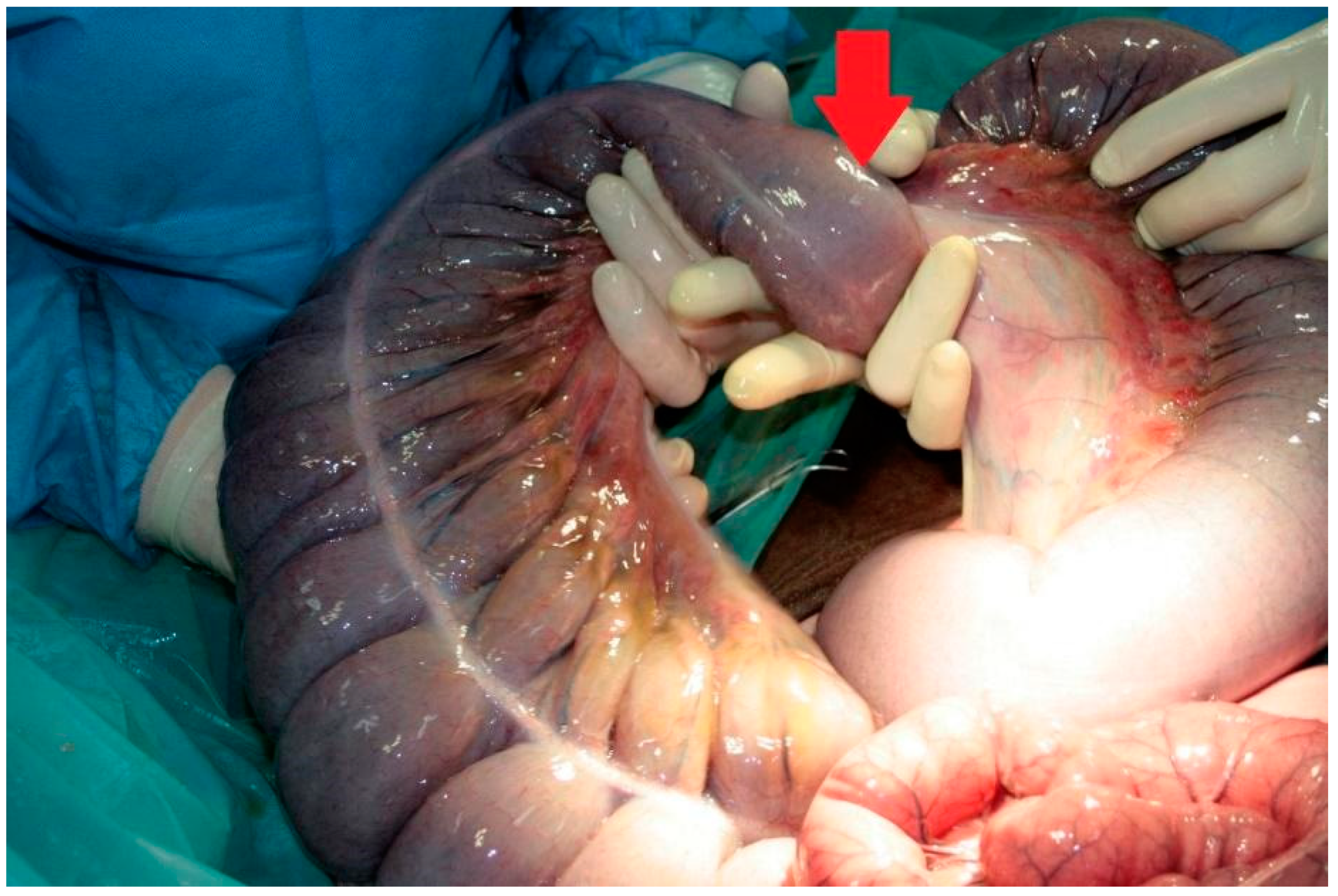 Vetsci 08 00193 g001 Vetsci 08 00193 g001