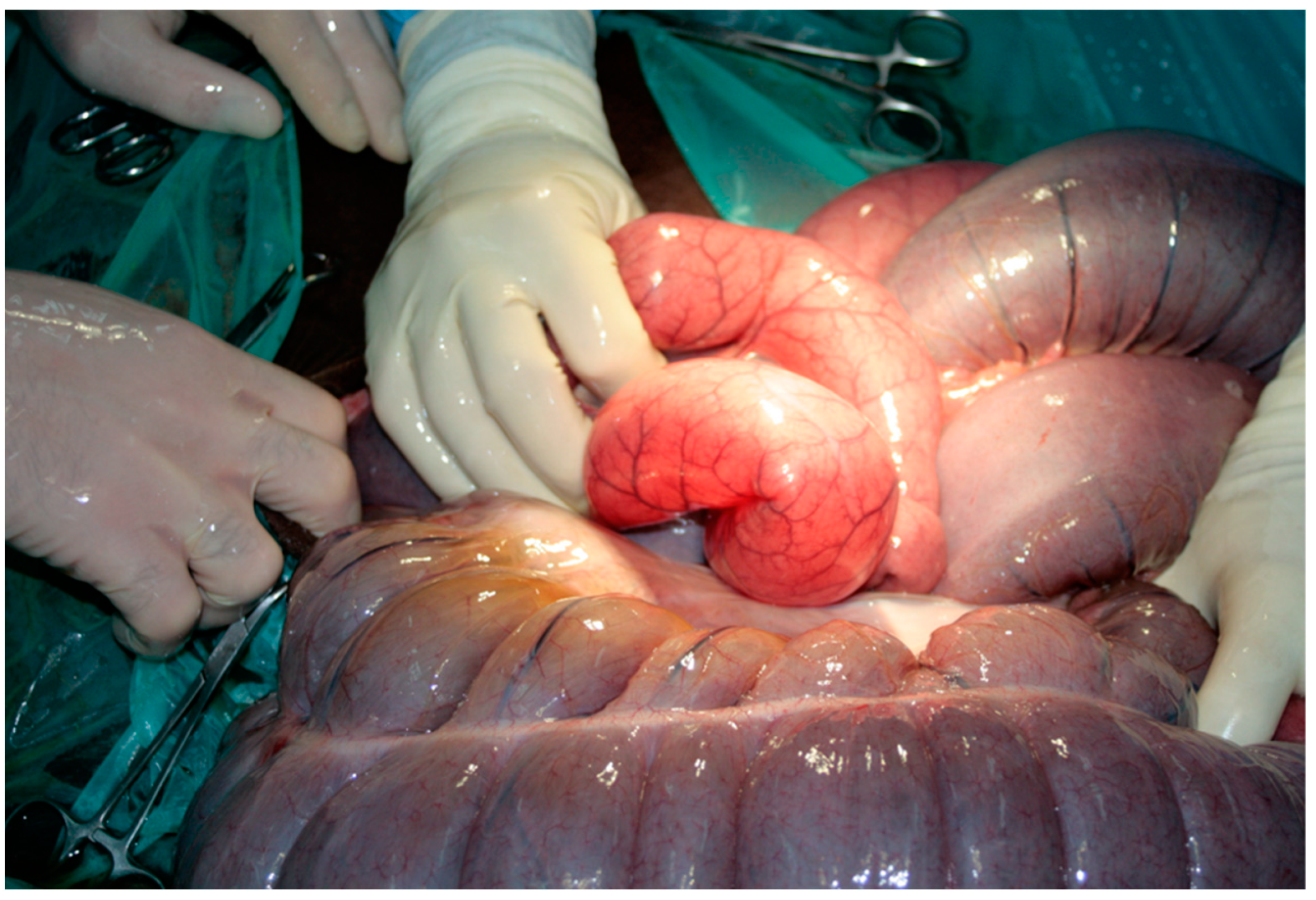 Vetsci 08 00193 g003 Vetsci 08 00193 g003