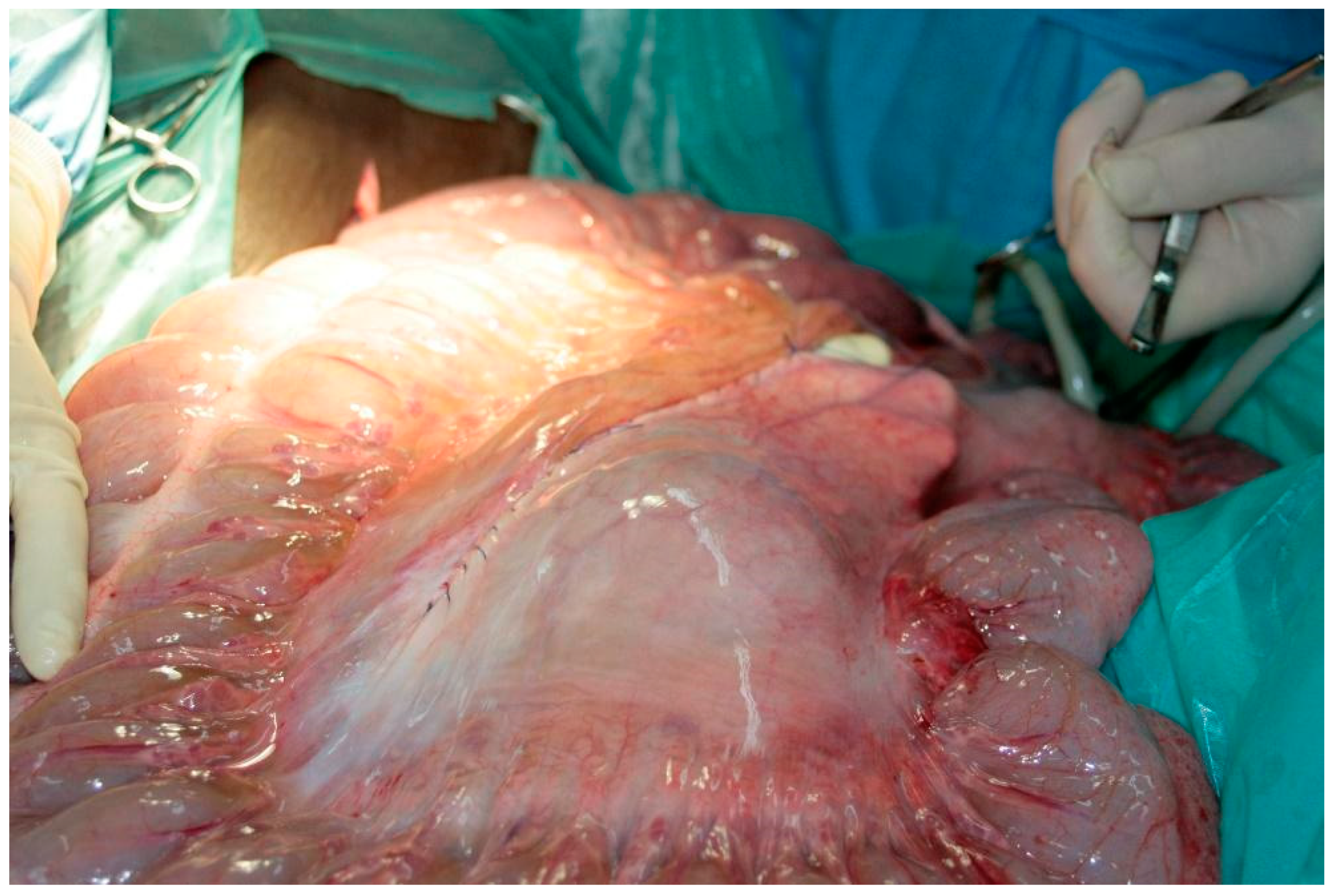 Vetsci 08 00193 g004 Vetsci 08 00193 g004