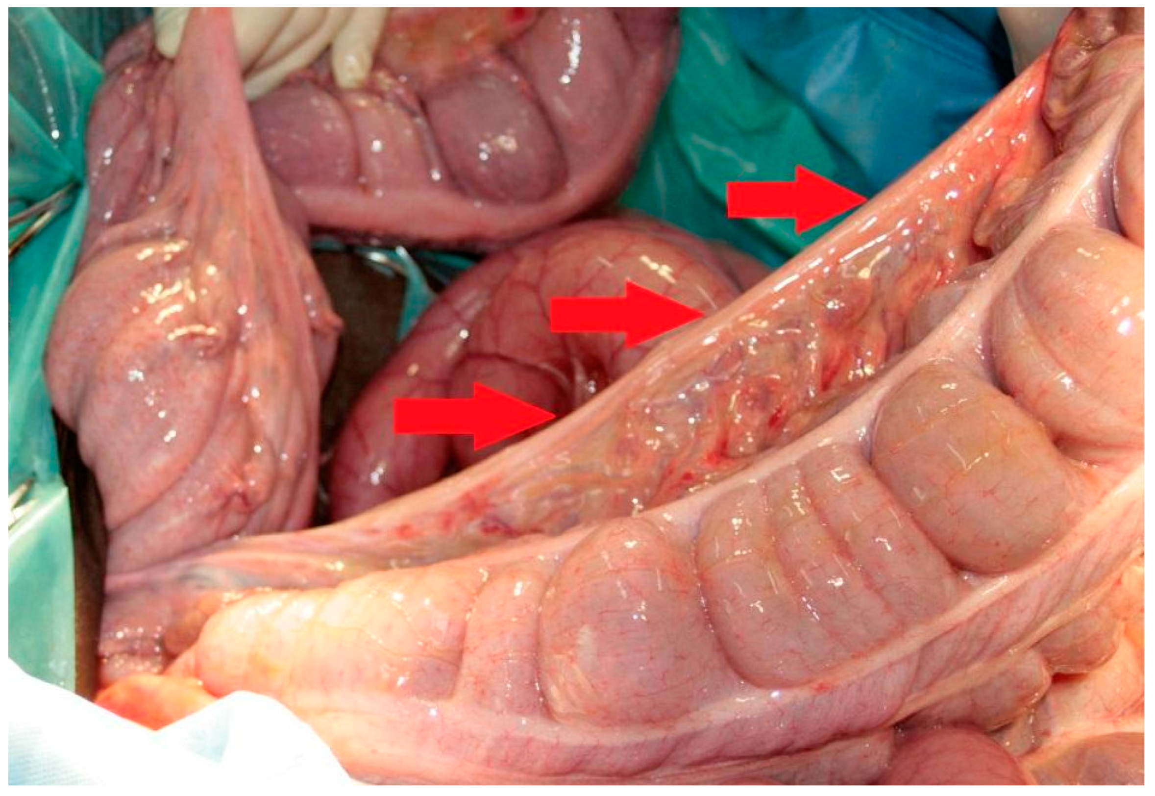 Vetsci 08 00193 g005 Vetsci 08 00193 g005