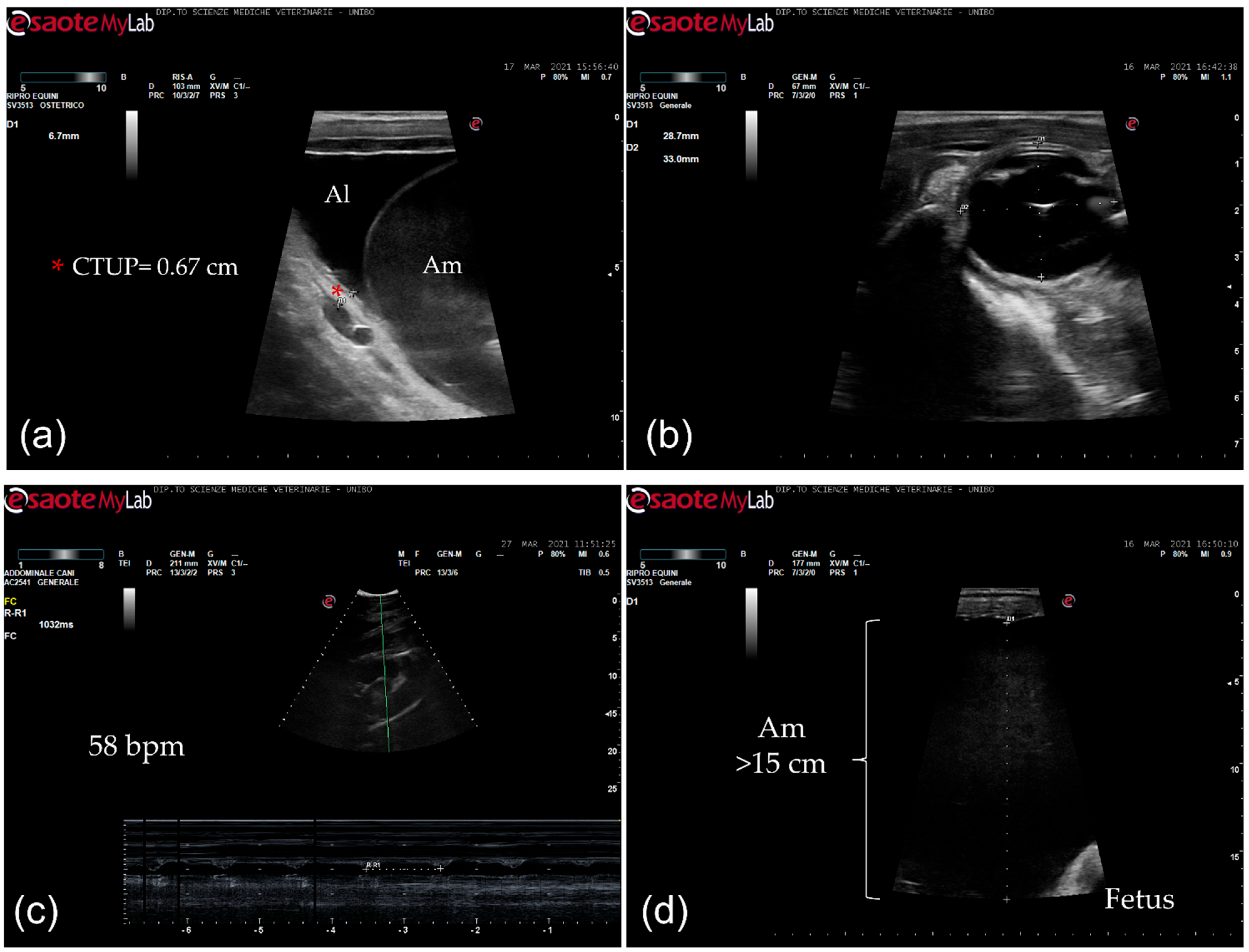 Vetsci 08 00201 g001