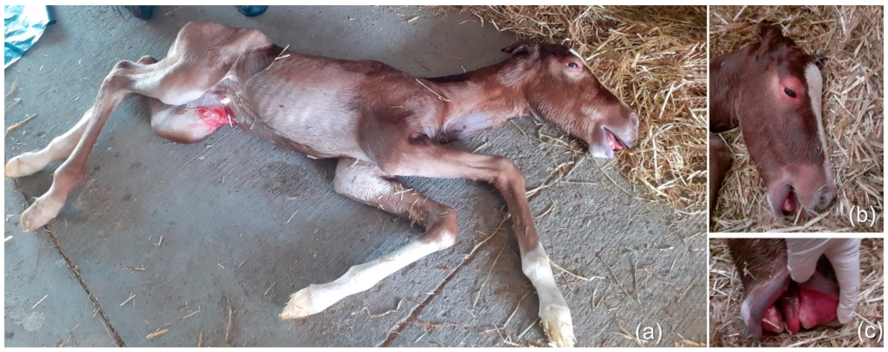 Vetsci 08 00201 g002