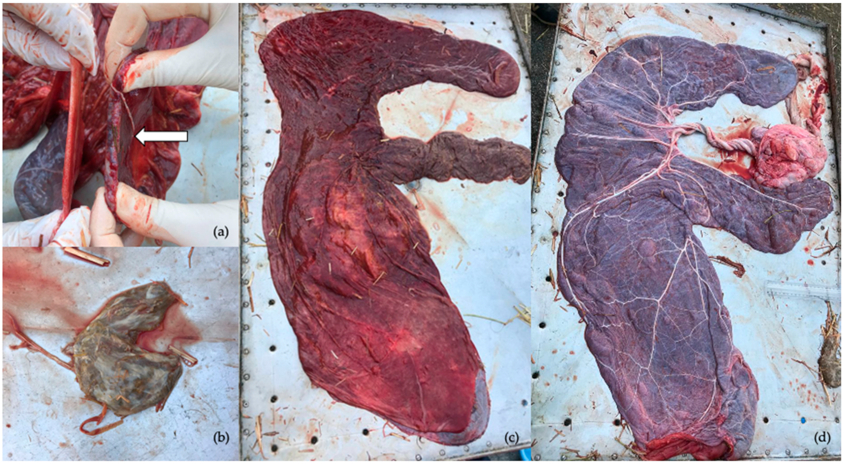 Vetsci 08 00201 g003