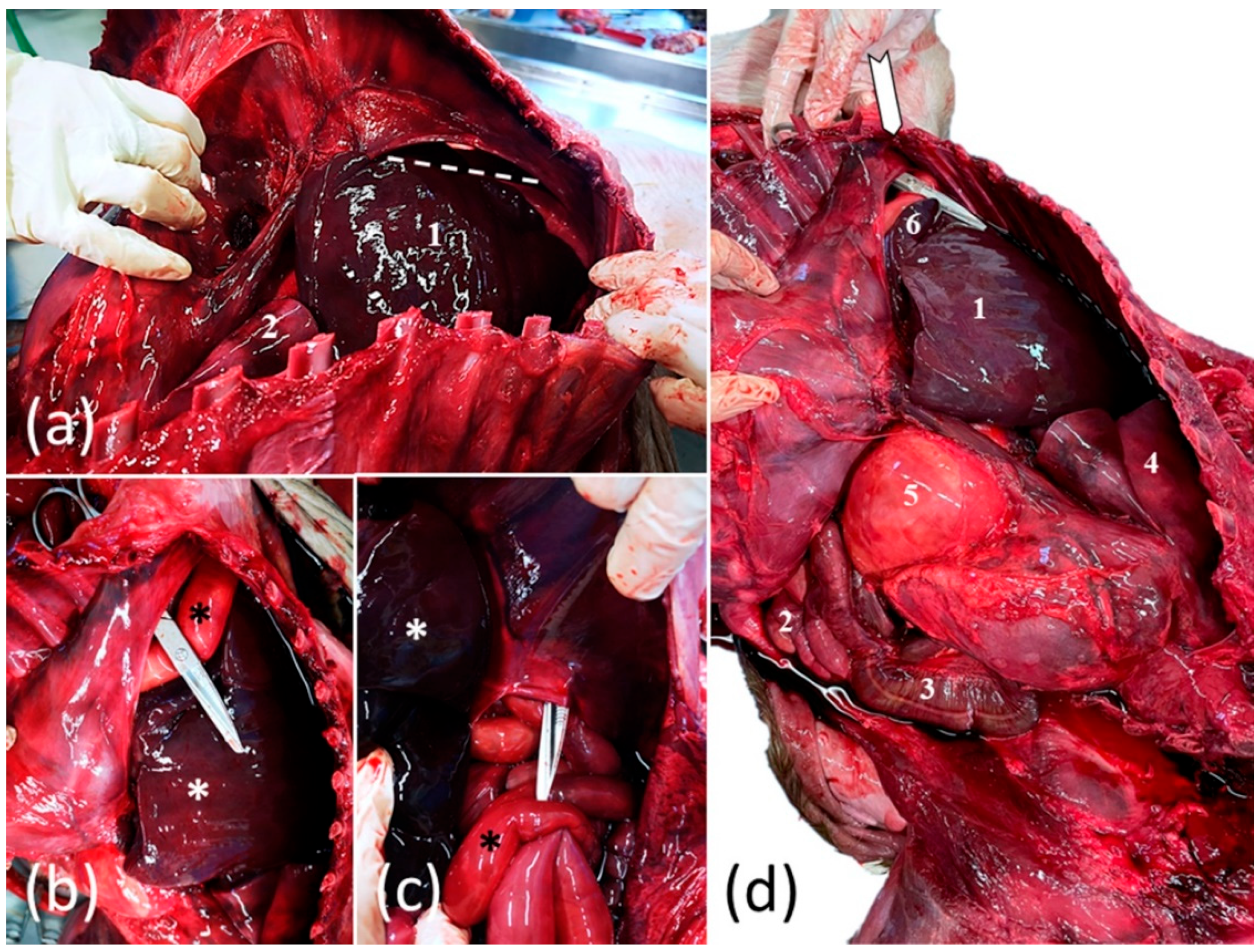 Vetsci 08 00201 g004