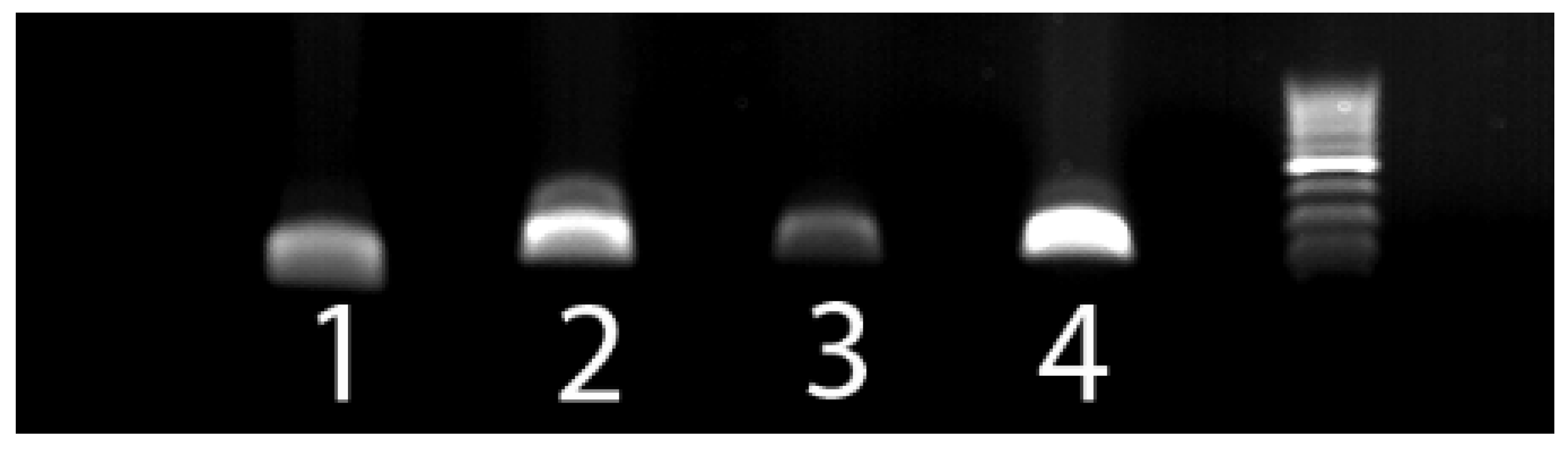 Vetsci 08 00208 g001 Vetsci 08 00208 g001