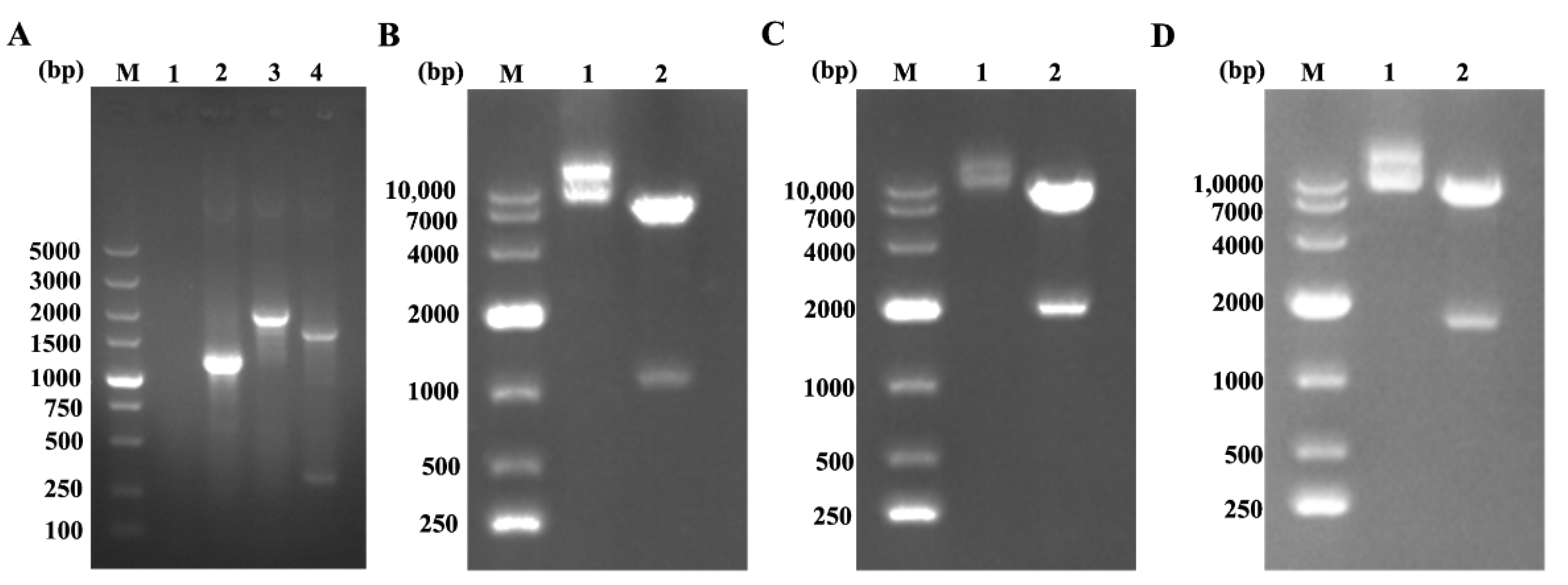 Vetsci 08 00211 g002 Vetsci 08 00211 g002
