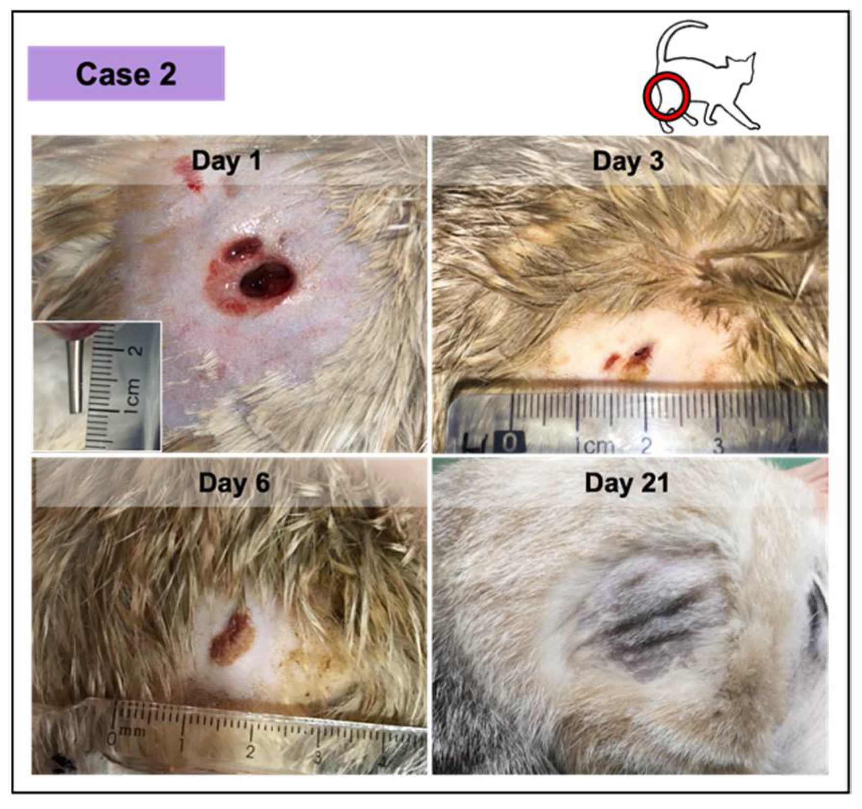 Vetsci 08 00213 g004