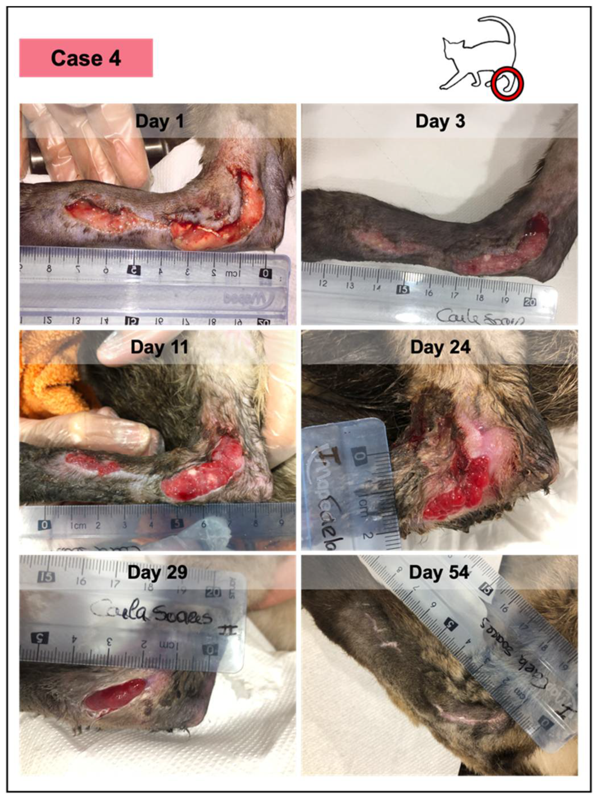 Vetsci 08 00213 g006