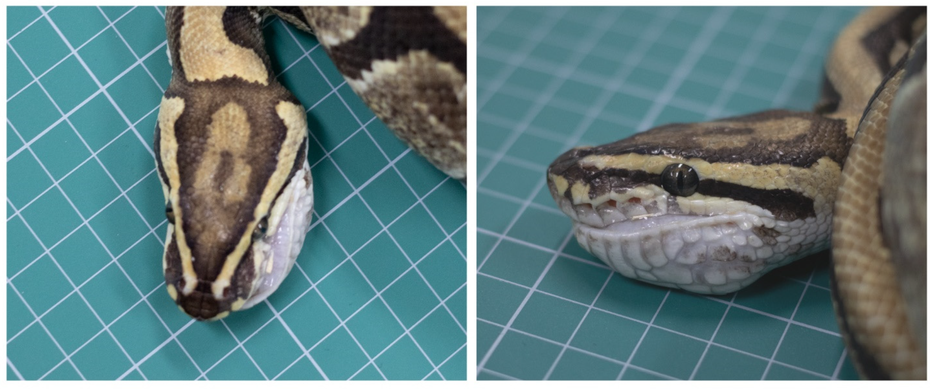 Vetsci 08 00224 g001