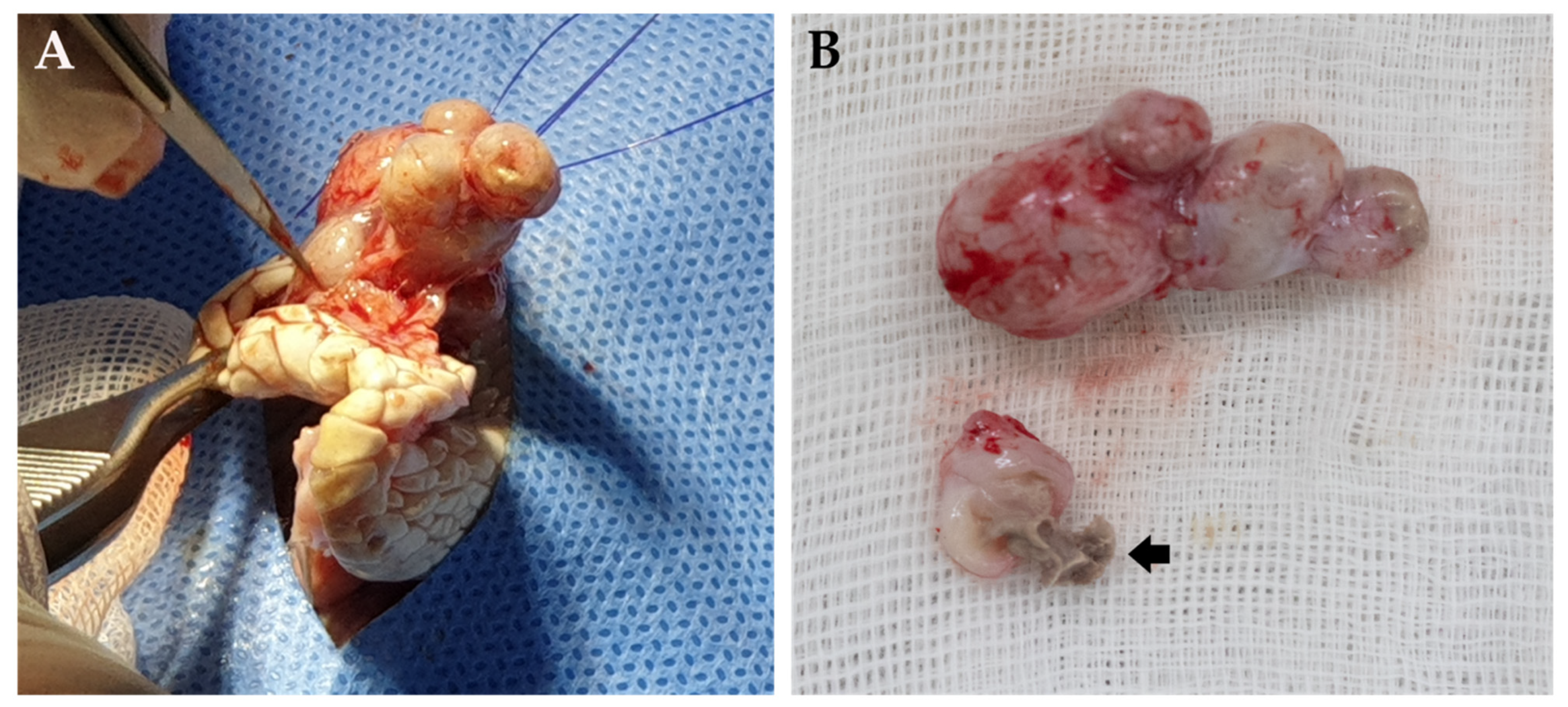 Vetsci 08 00224 g003