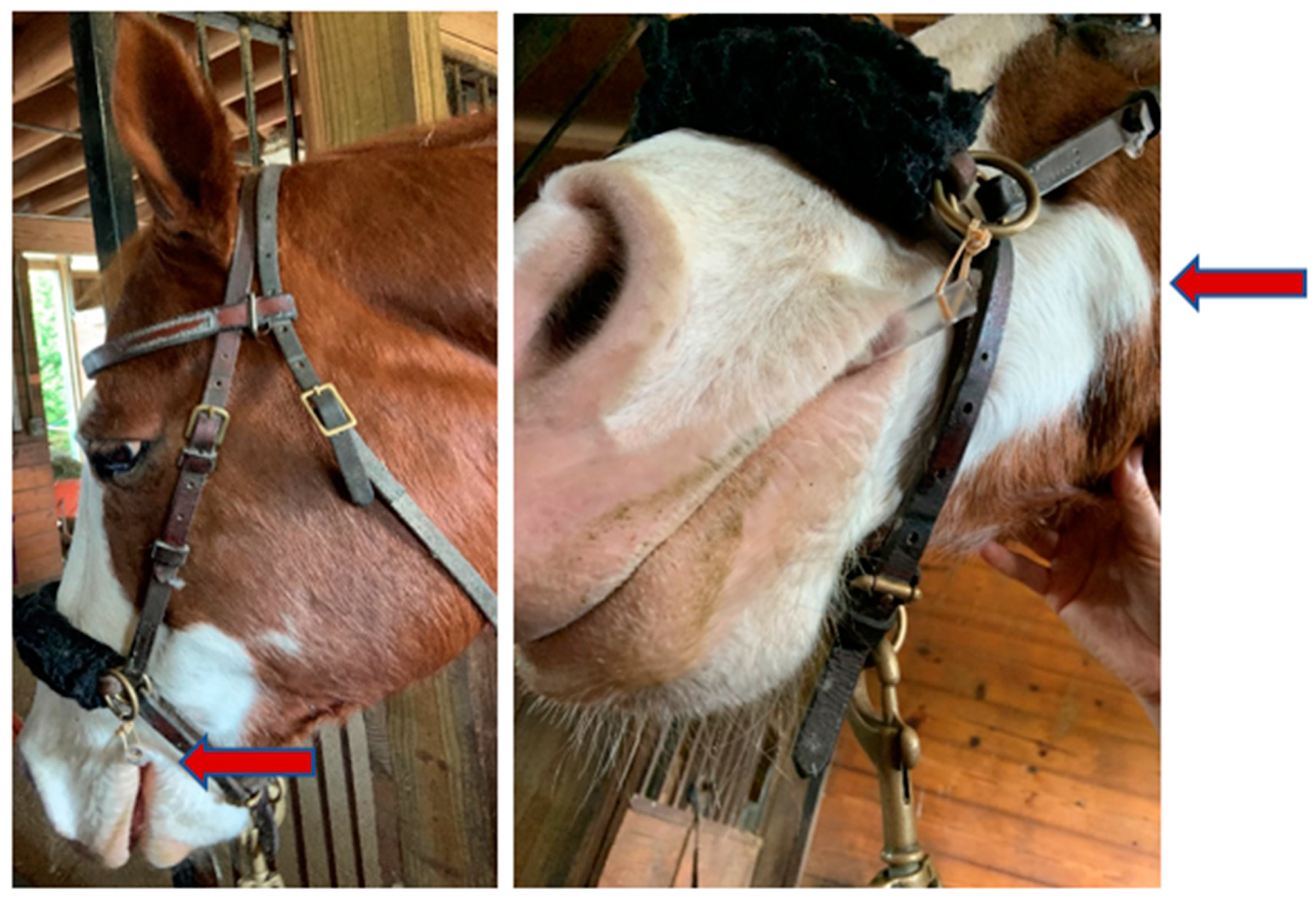 Vetsci 08 00232 g002