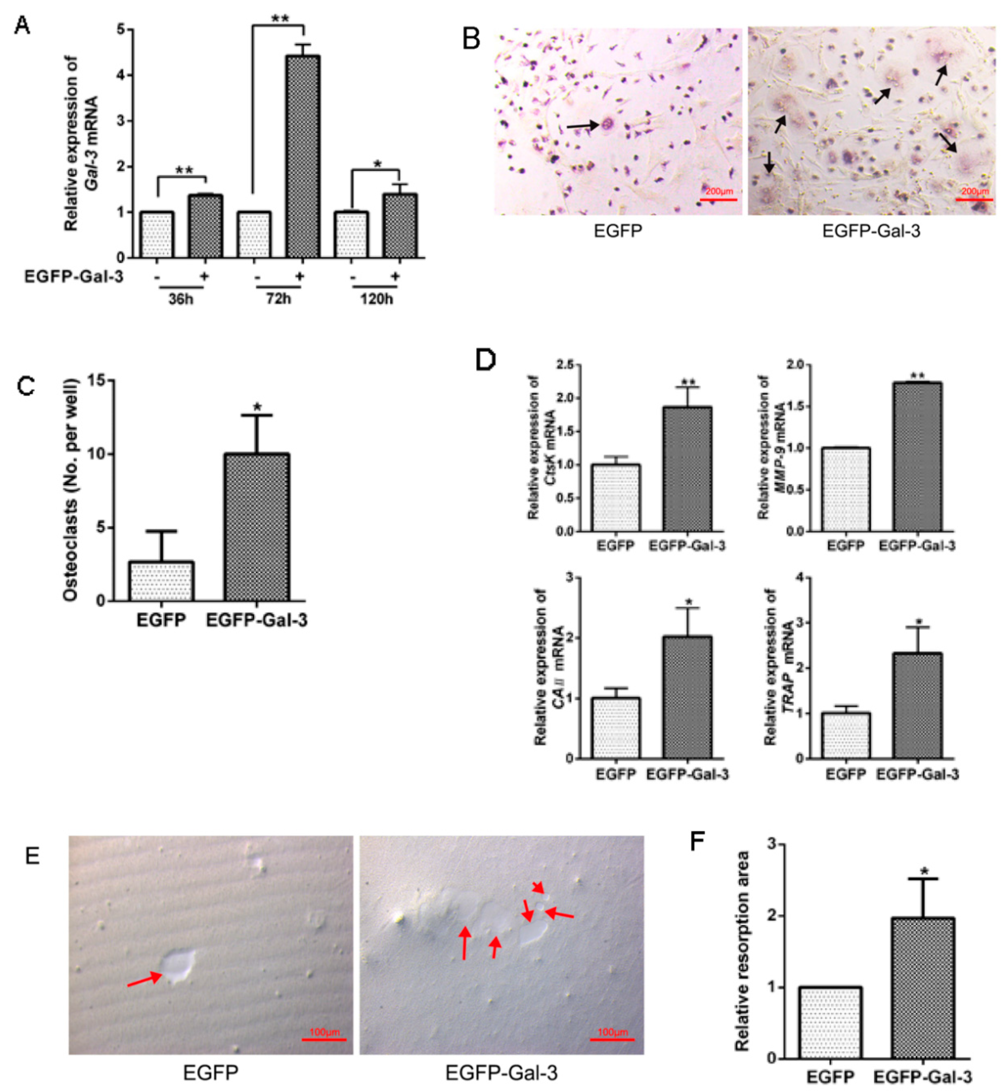 Vetsci 08 00234 g005